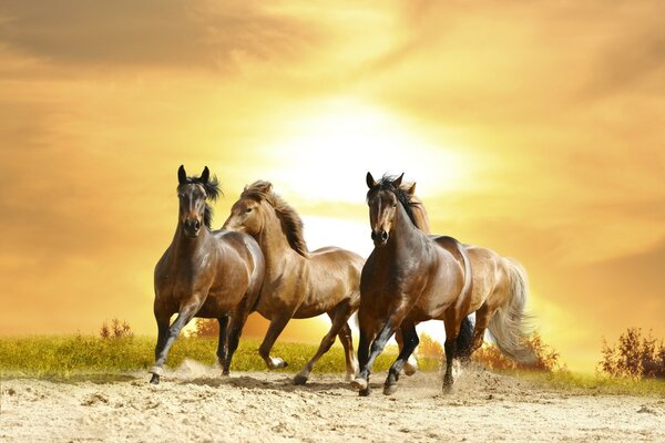 Three horses gallop across the steppe against the background of the setting sun