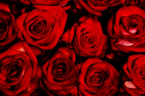 Rosas hermosas brillantes rojas