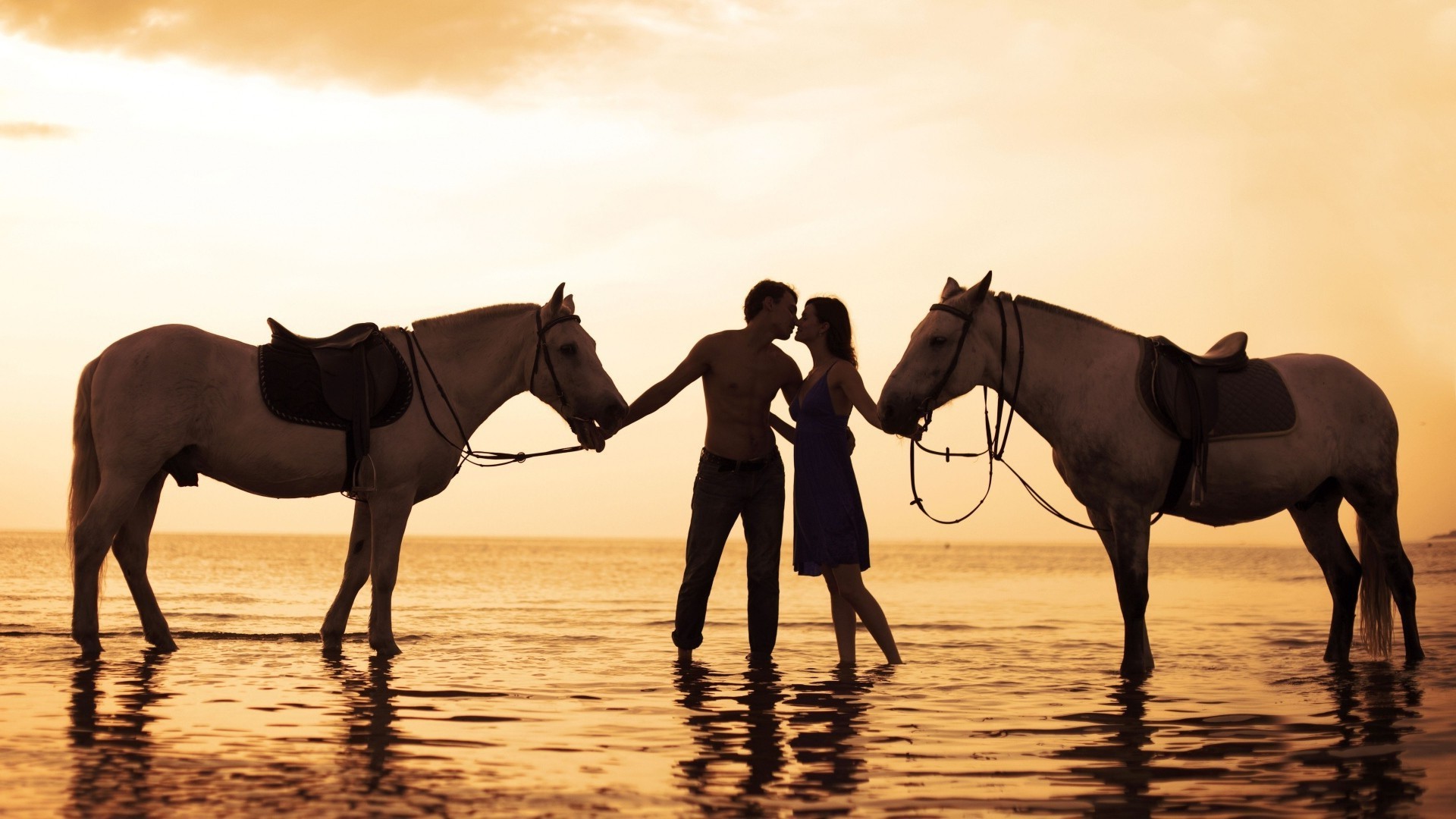 parejas de enamorados caballo caballería mare ecuestre cría de caballos mamífero semental sentado puesta de sol animal caballo de carreras pony deporte sol brida iluminado mustang corredor recreación