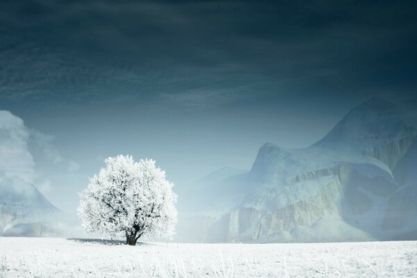 Cold winter tree covered with snow