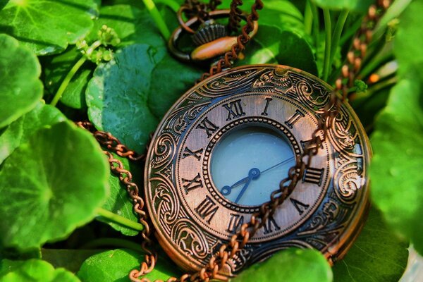 Vintage clock on a background of greenery