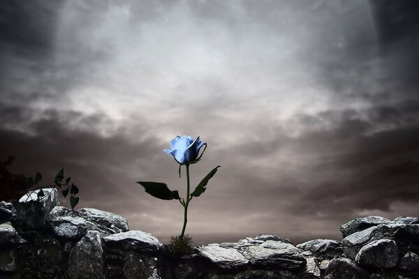 A blue rose breaks through the stones