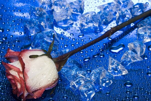 Red and white rose on an ice heart