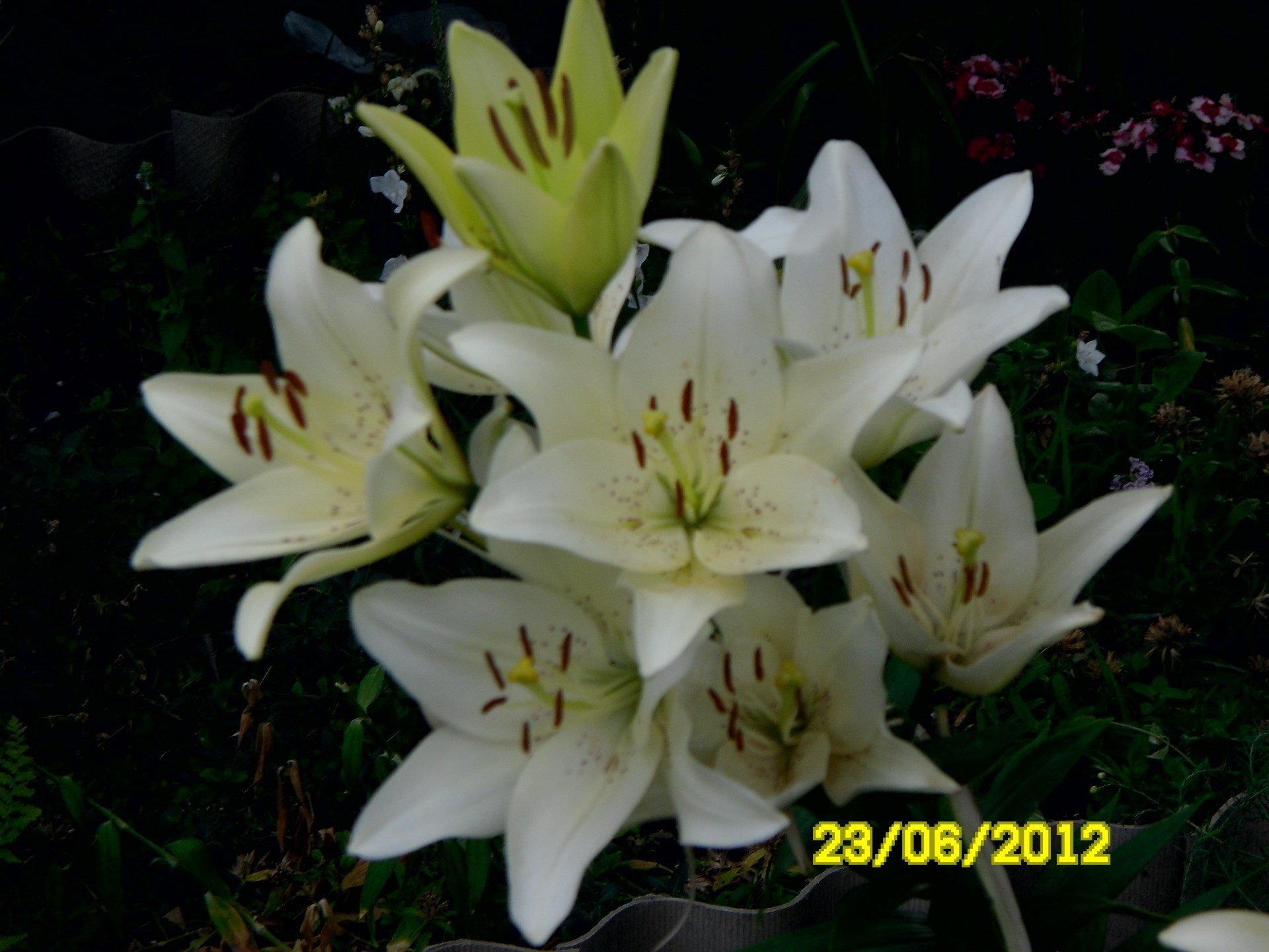 fleurs fleur nature feuille flore été jardin à l extérieur lily pétale croissance lumineux romance bluming délicat