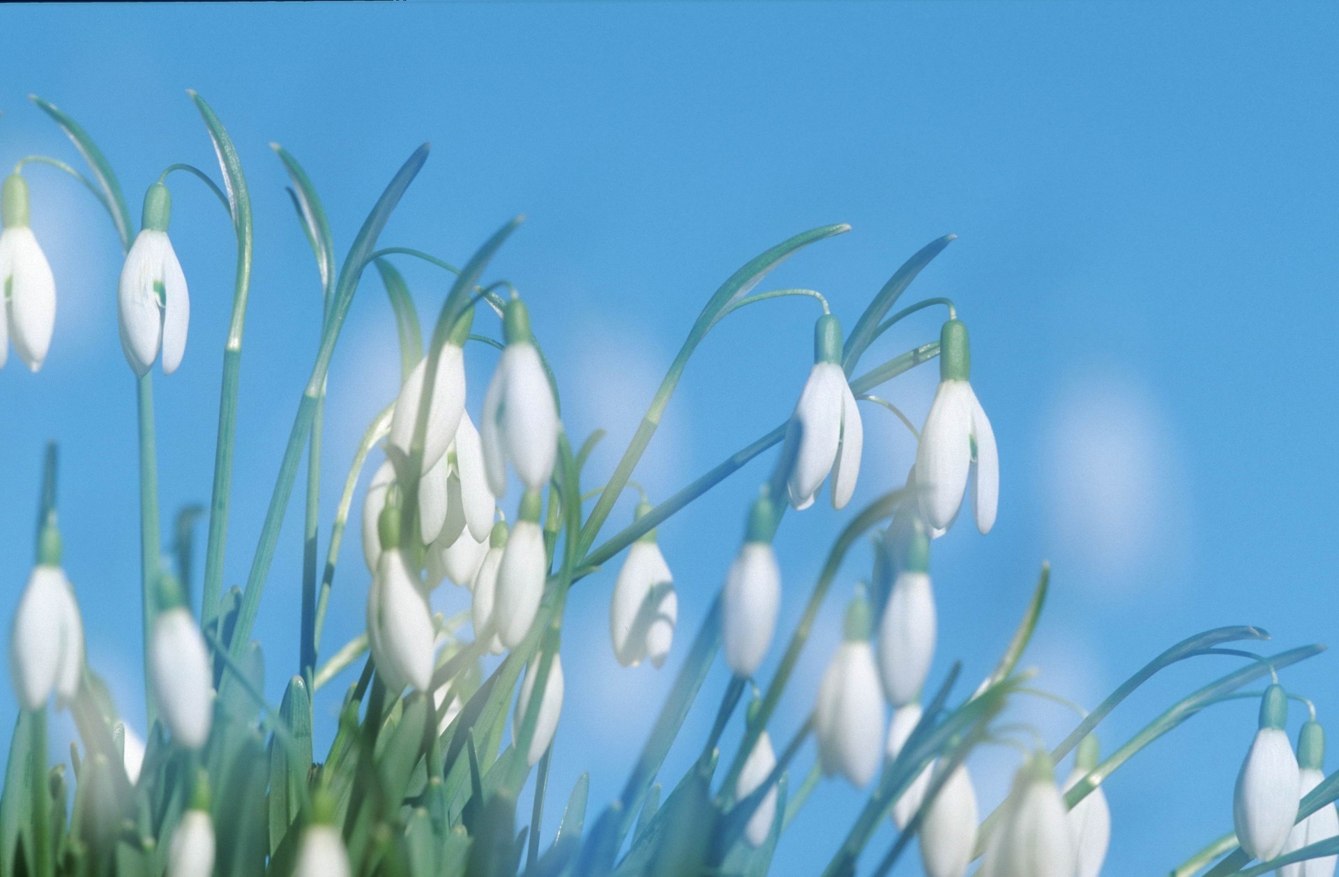 kwiaty natura kwiat flora sezon trawa liść sianokosy wielkanoc ogród dobra pogoda wzrost jasny wcześnie kwiatowy na zewnątrz łuska lato kolego kolor