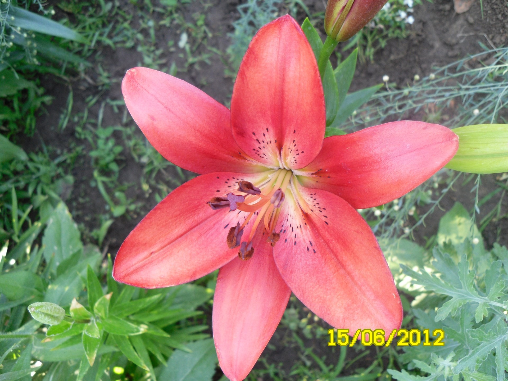 flores naturaleza verano flor flora hoja jardín crecimiento al aire libre brillante tropical lily