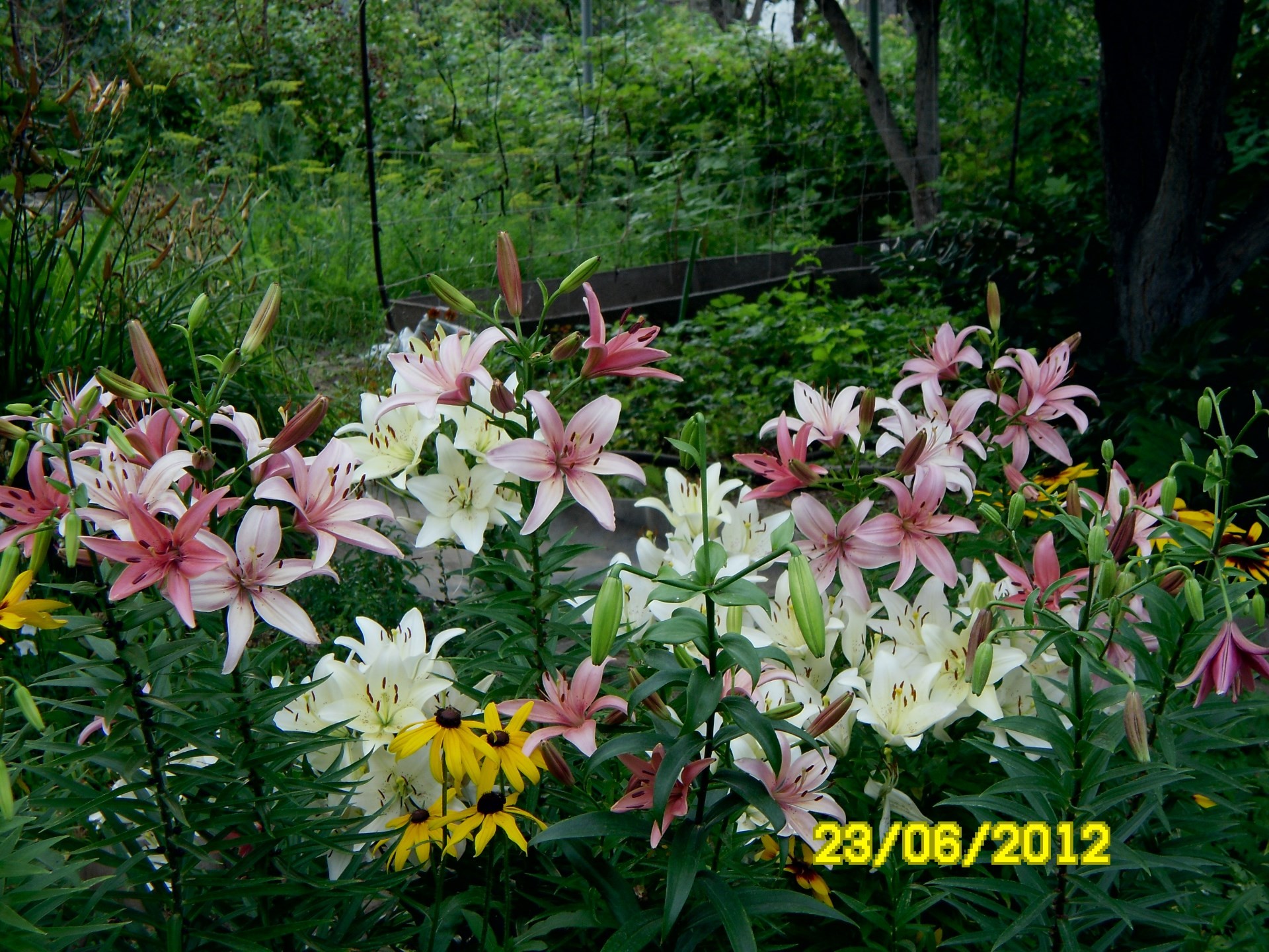 flores flor naturaleza jardín flora verano hoja floración floral pétalo parque color temporada crecimiento hermoso botánico brillante primer plano