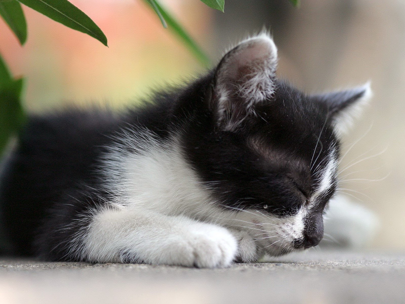 katze katze tier säugetier haustier niedlich porträt kätzchen inländische fell auge wenig grau liebenswert anzeigen