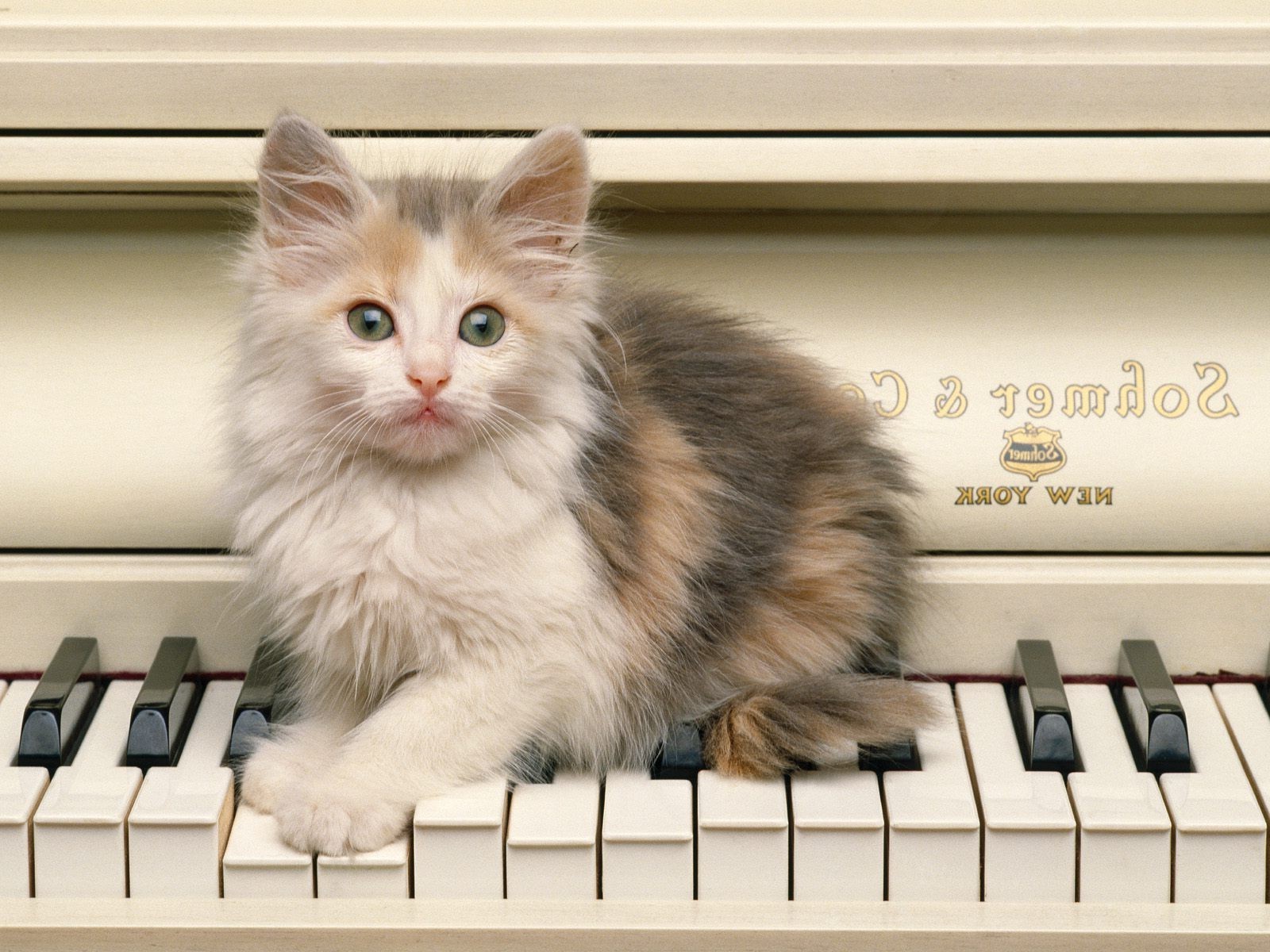 gatti pianoforte carino gatto gattino armonia pelliccia banda mammifero