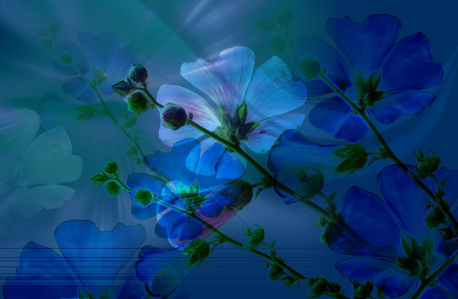 abstract and graphics flower flora color desktop nature garden beautiful summer leaf floral bright light