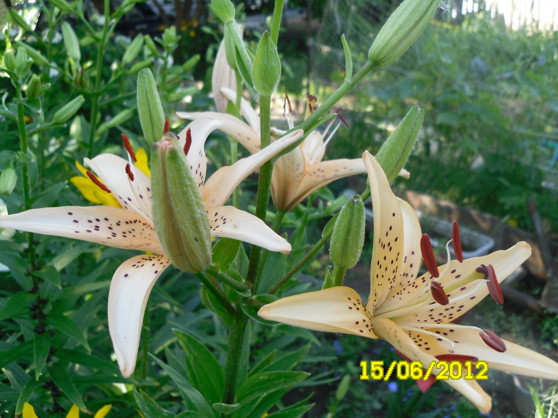 fiori natura estate foglia fiore flora all aperto luminoso