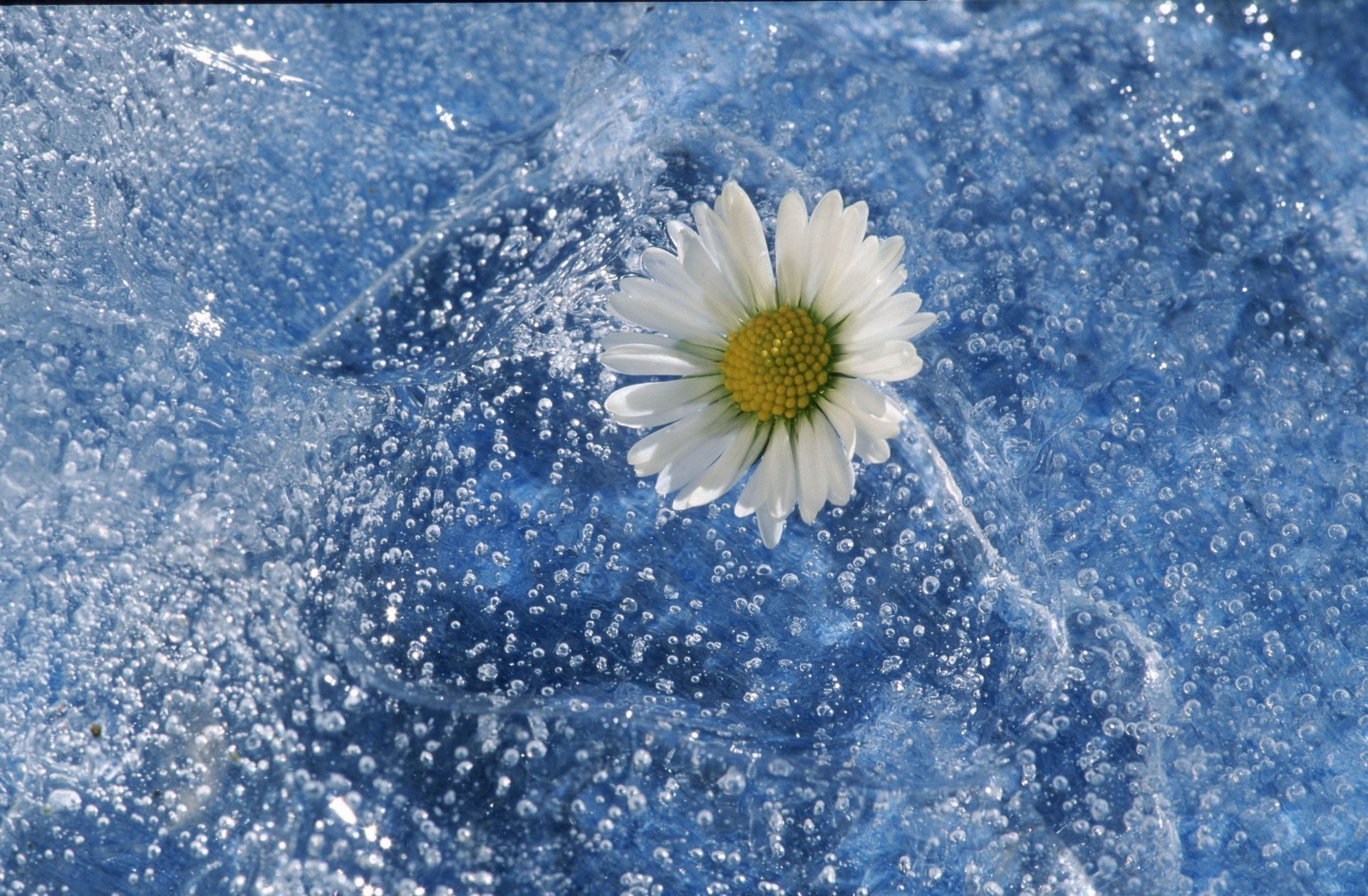 flores en el agua nieve invierno escarcha naturaleza frío copo de nieve temporada congelado escritorio brillante al aire libre tiempo hielo