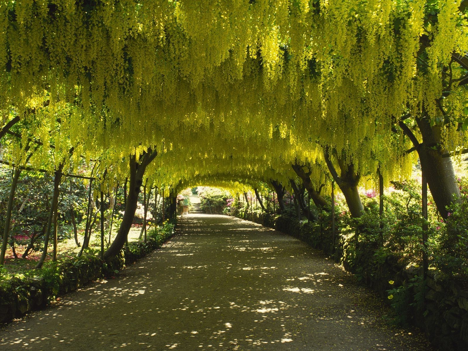 parchi albero foglia natura legno paesaggio parco autunno bel tempo guida all aperto estate sole strada campagna scenico rurale luminoso lussureggiante erba