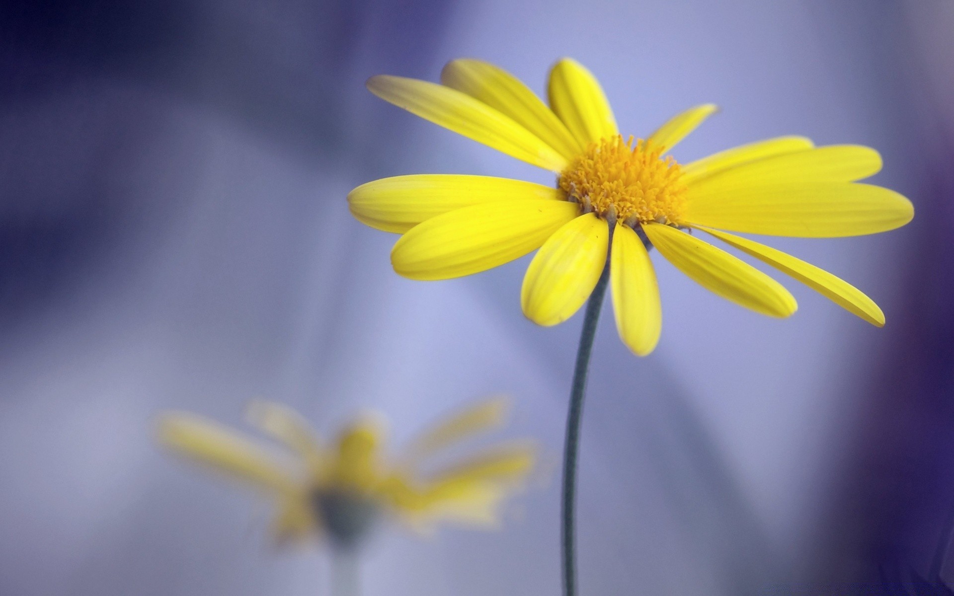 macro nature flower flora summer growth bright color petal garden leaf close-up chamomile