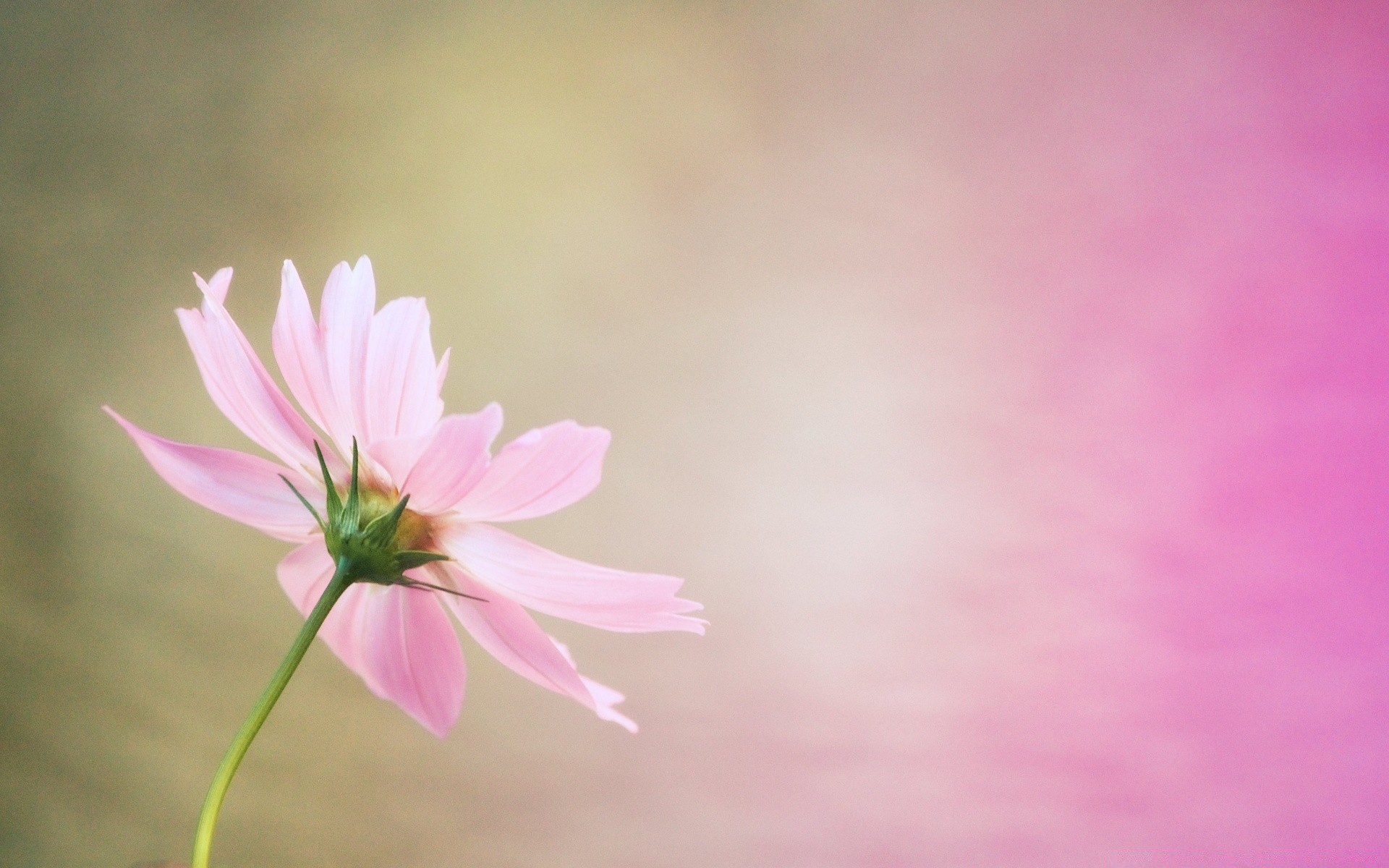 makro fotoğrafçılığı çiçek doğa yaz parlak yaprak flora petal bahçe