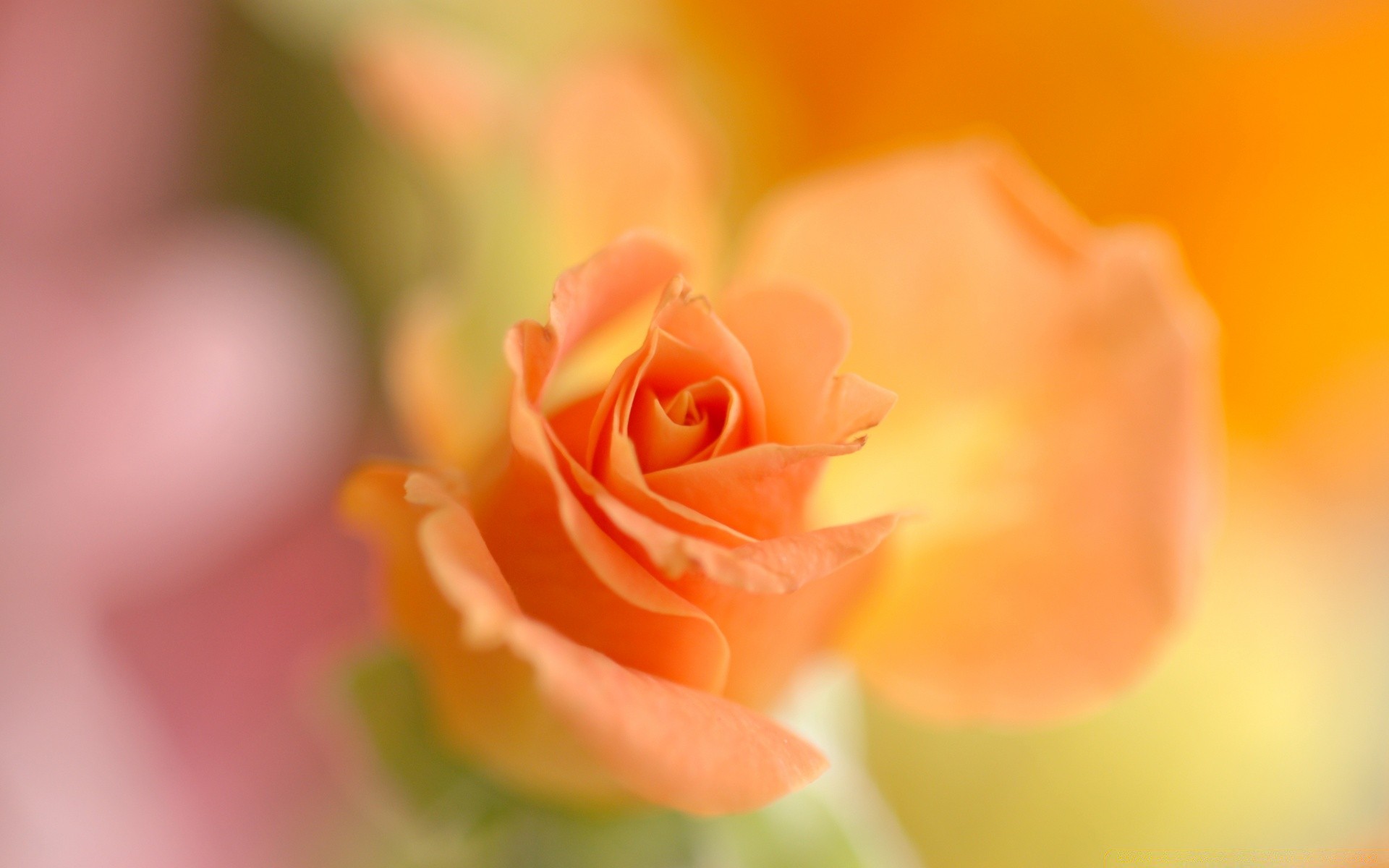 makro fotoğrafçılığı çiçek gül doğa aşk taçyaprağı flora çiçek yaprak romantizm bahçe çiçeklenme yaz düğün renk narin güzel pastel bulanıklık parlak