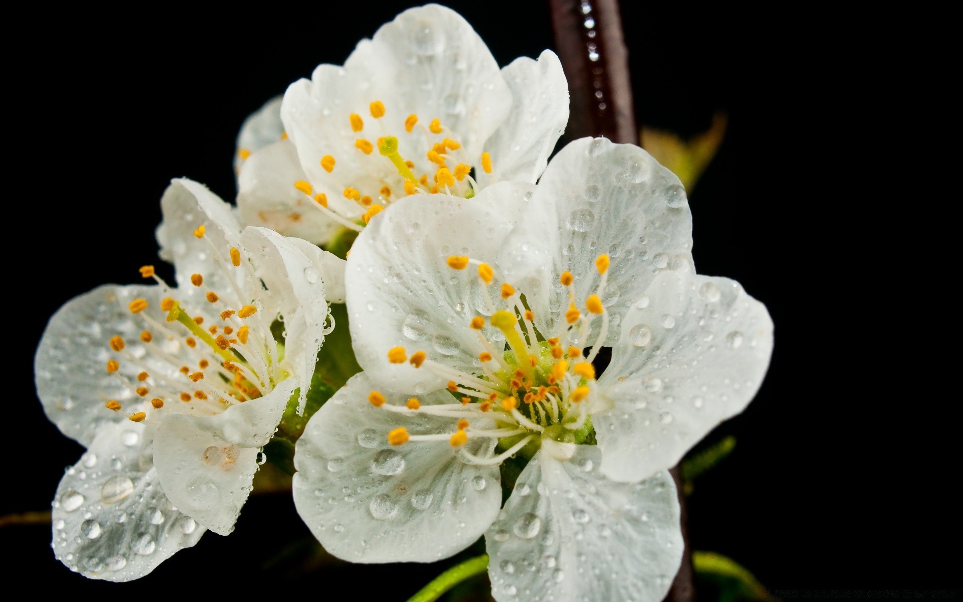 macro fleur nature flore feuille pétale été bluming à l extérieur croissance