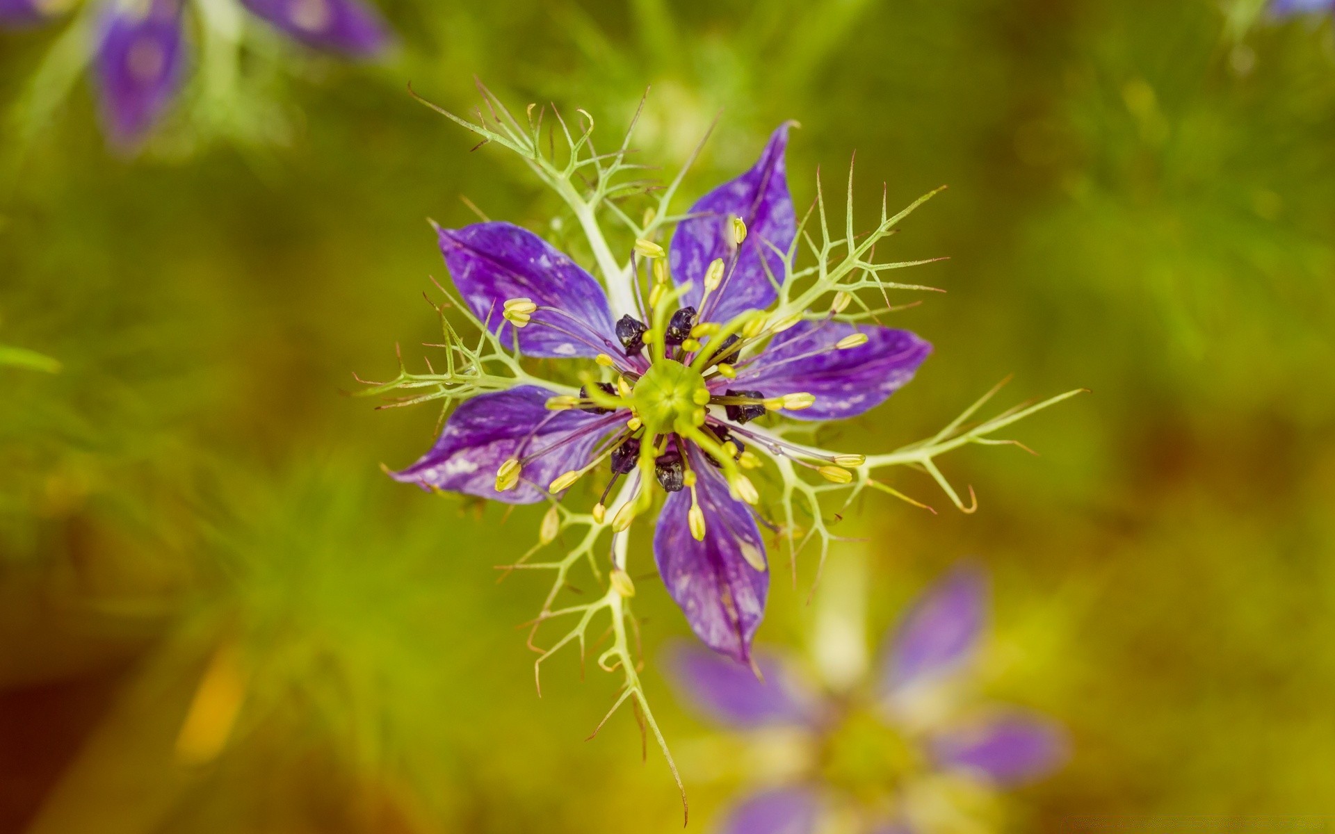 macro nature flower flora close-up summer color grass garden wild floral bright outdoors beautiful season leaf little growth hayfield