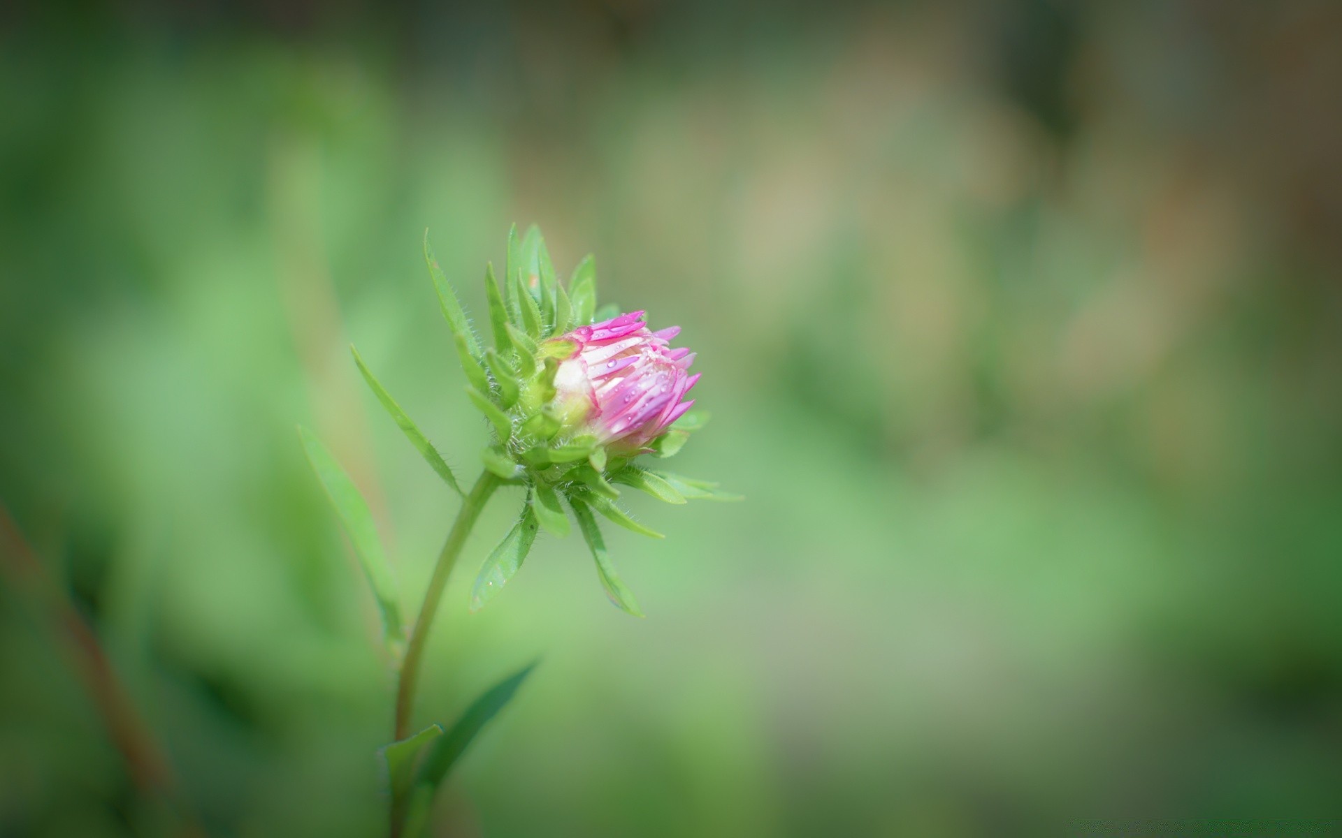 makroaufnahme natur blume blatt sommer flora garten gras schließen wachstum heuhaufen feld hell im freien blühen medium farbe blütenblatt wild