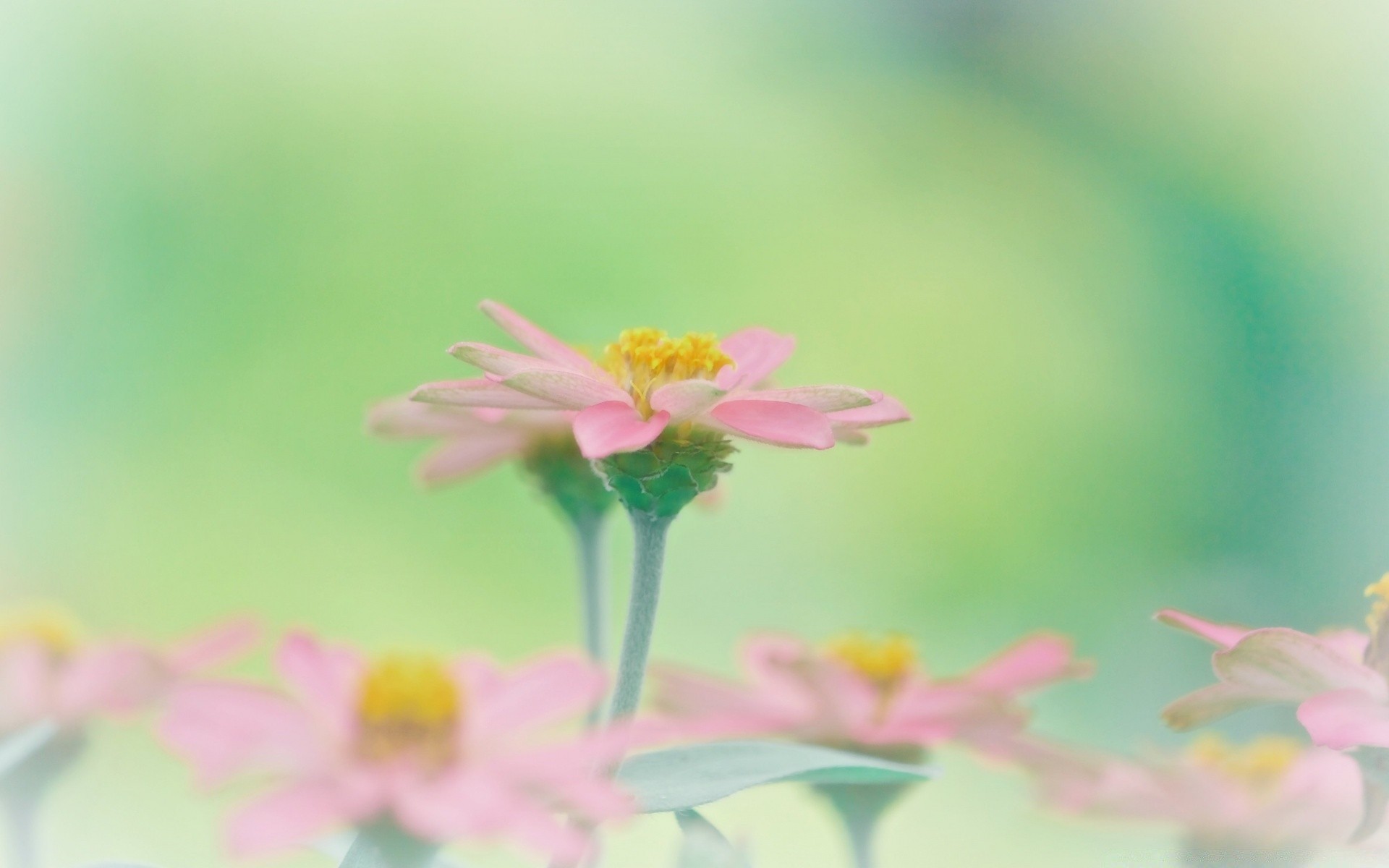 makro fotoğrafçılığı doğa yaz çiçek yaprak flora büyüme parlak açık havada bahçe çimen güzel havalarda bulanıklık