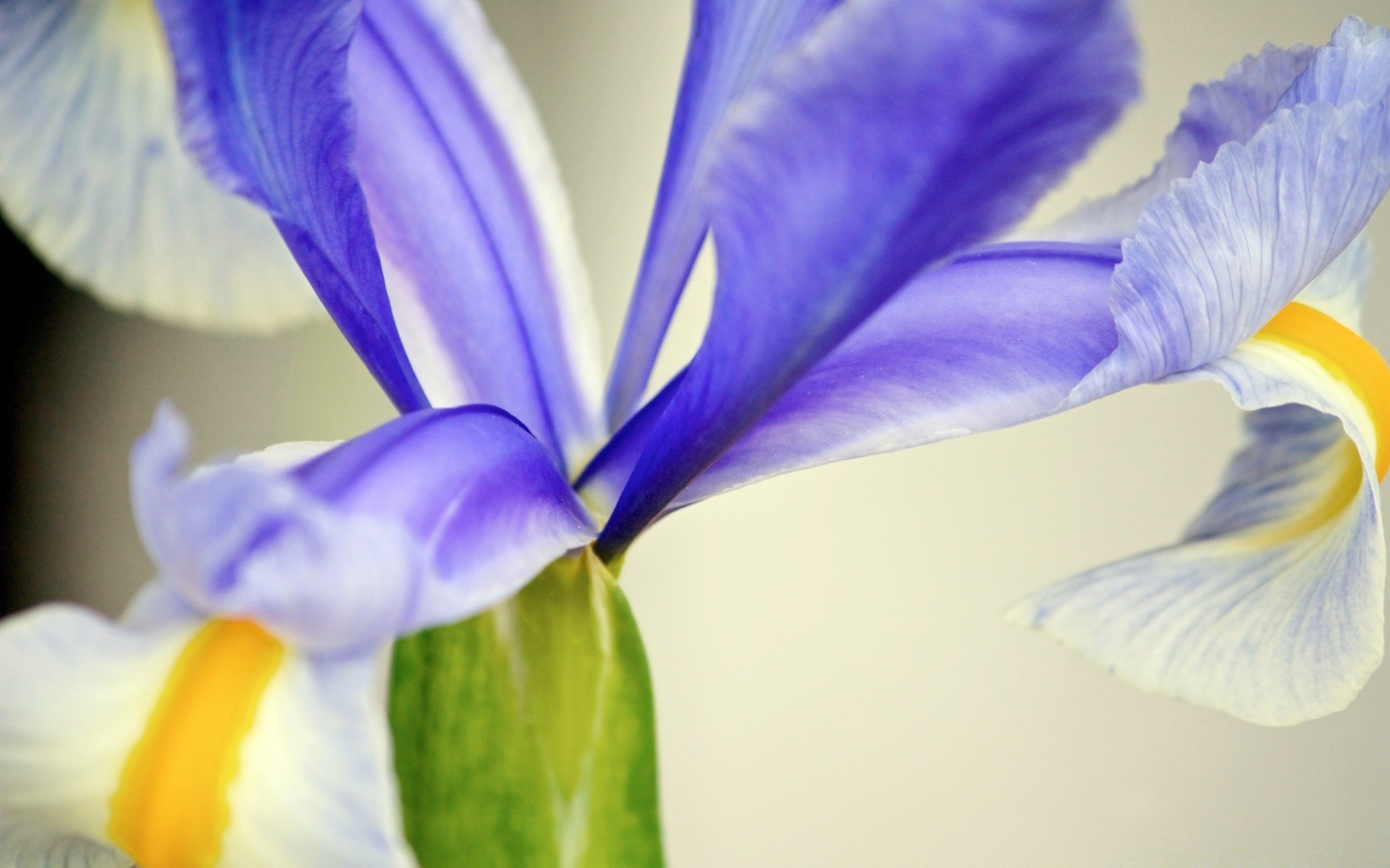 macro flor natureza folha flora bonita cor borrão verão floral pétala brilhante