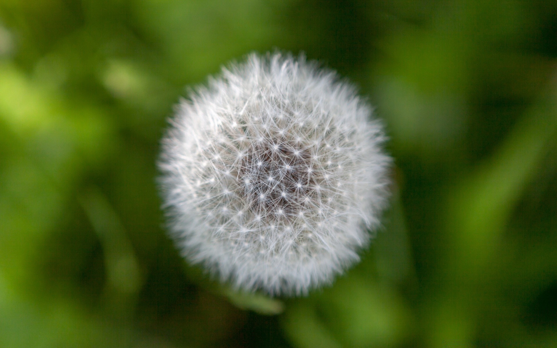 macro flora nature dandelion growth flower summer grass close-up downy outdoors delicate bright leaf garden little seed color