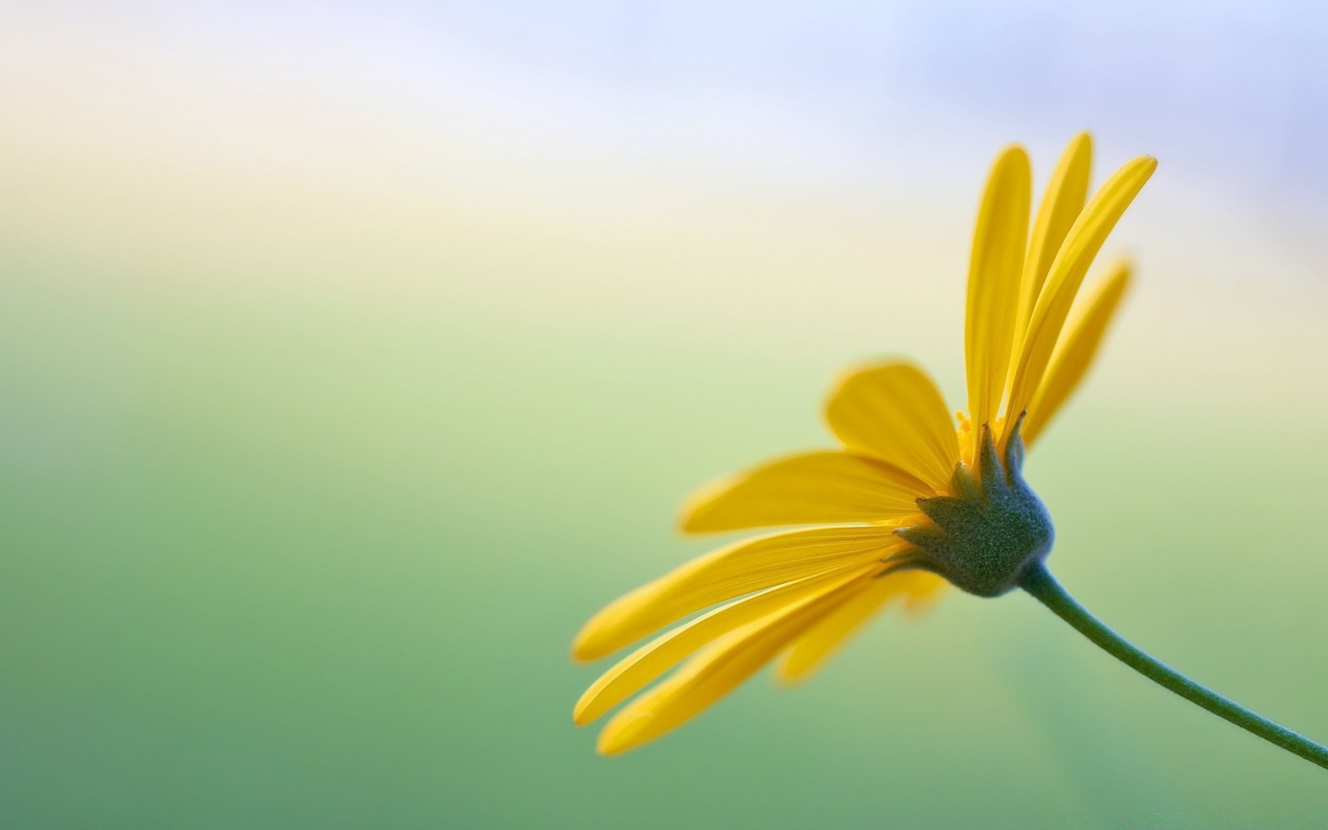 makro fotoğrafçılığı doğa çiçek yaz parlak flora renk güzel hava bulanıklık büyüme güneş yaprak