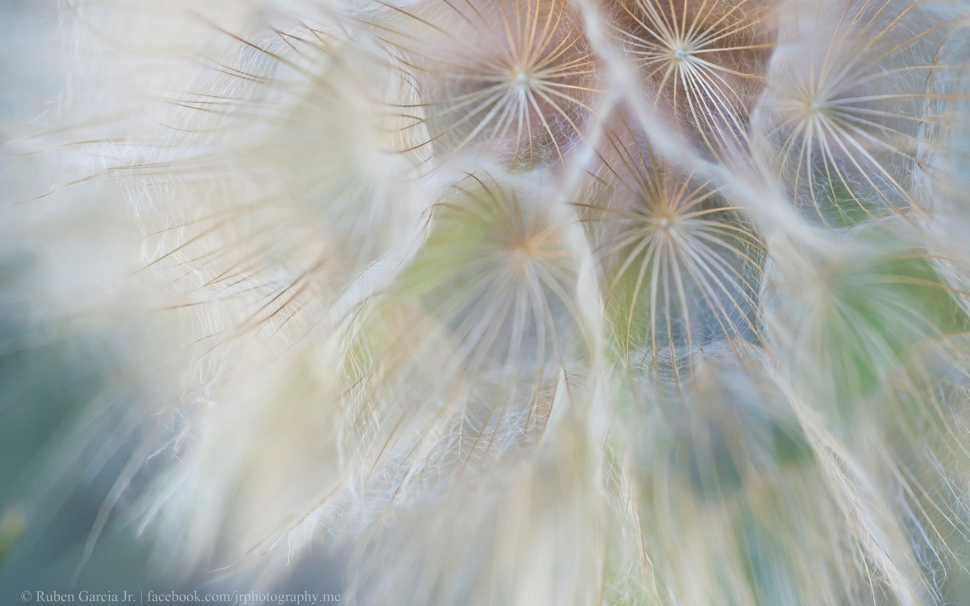 macro downy dandelion nature abstract desktop summer bright delicate beautiful softness color light blur flora seed outdoors pattern design flower