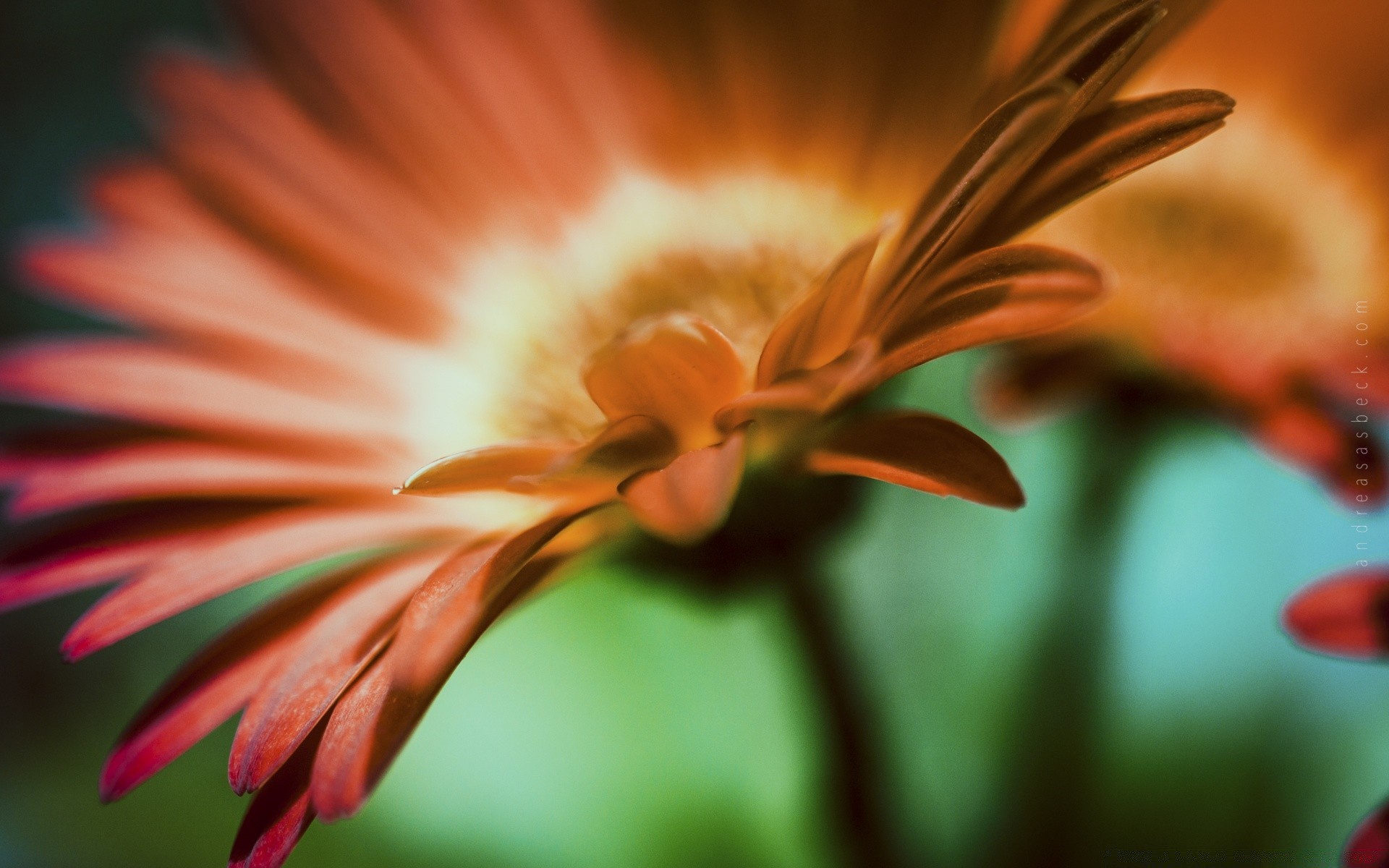 macro blur nature flower color bright