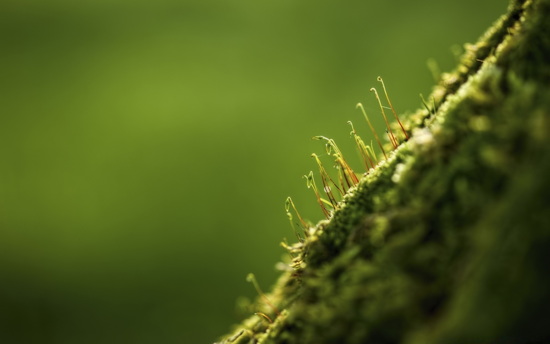 macro nature feuille flou croissance flore à l extérieur pluie herbe dof jardin été beau temps luxuriante résumé mise au point aube fern lumière soleil