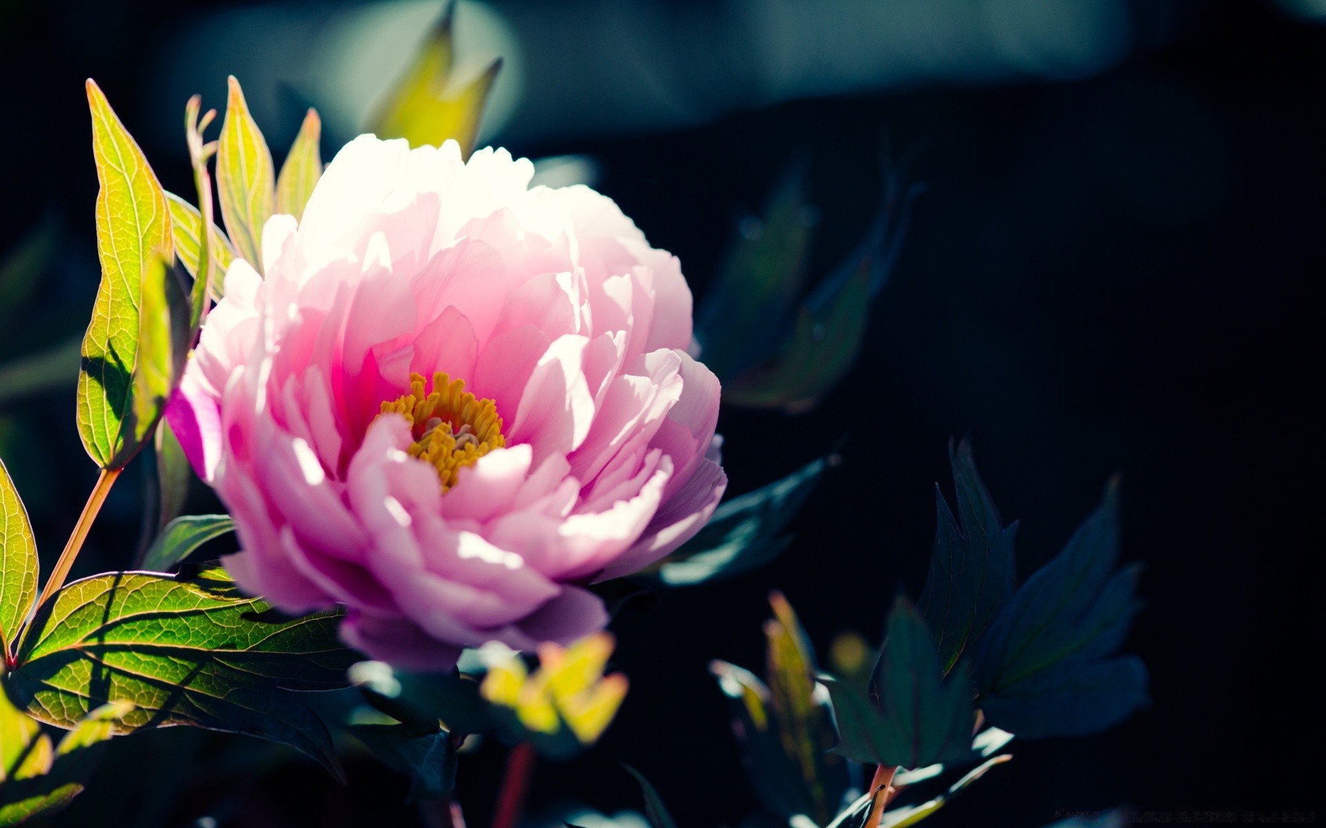 makro fotoğrafçılığı çiçek doğa yaprak flora petal bahçe renk yaz çiçek açan gül