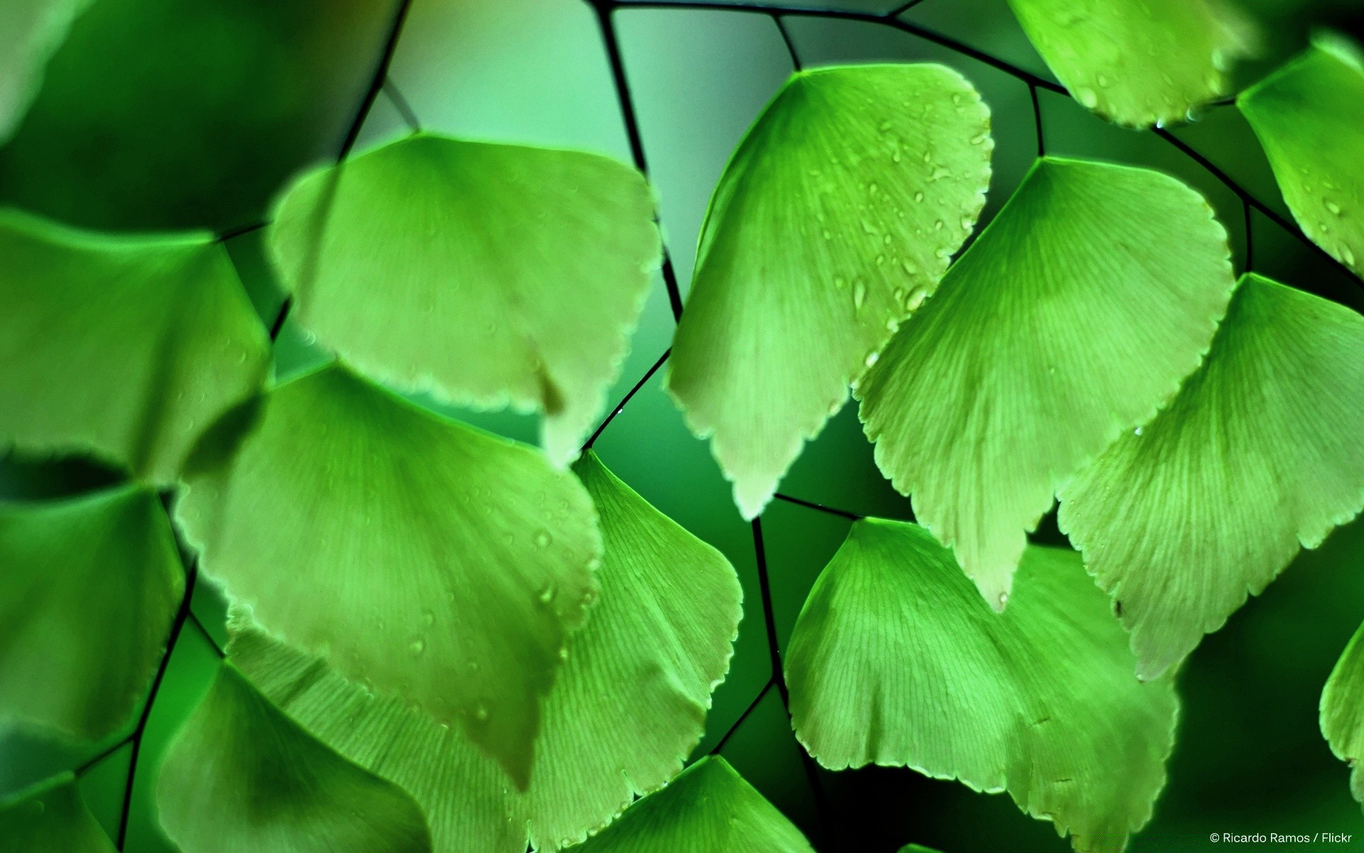 makro blatt flora natur ginkgo klee wachstum garten umwelt kräuter ökologie medizin üppig baum im freien viel glück schließen alternative kräuter licht