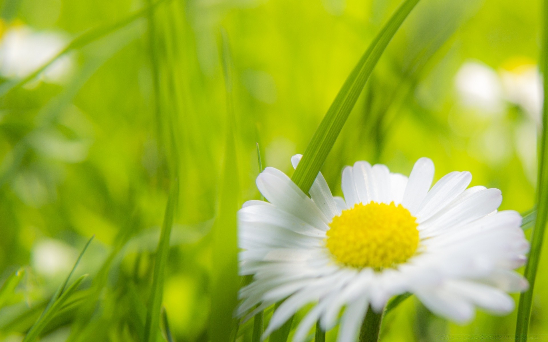 makro natur gras sommer flora blatt wachstum feld heuhaufen garten gänseblümchen gutes wetter hell medium sonne schließen des ländlichen rasen frische blume