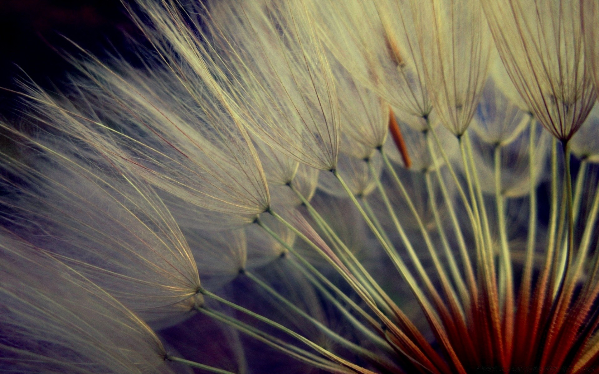 macro résumé flamme couleur bureau art lumineux feux d artifice nature texture lumière été beau