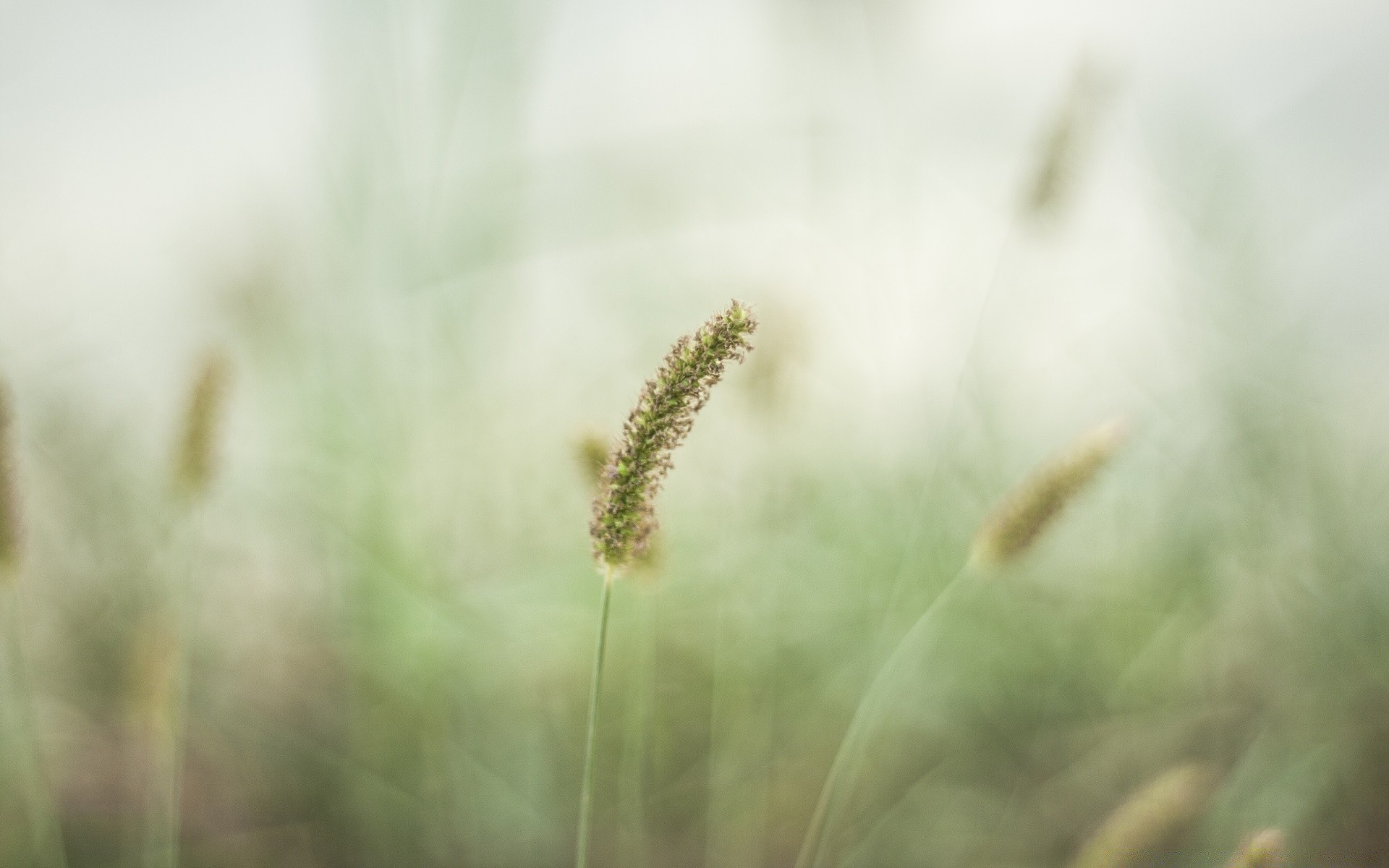 macro nature blur growth grass sun outdoors dawn leaf summer field dof flower fair weather rural flora farm