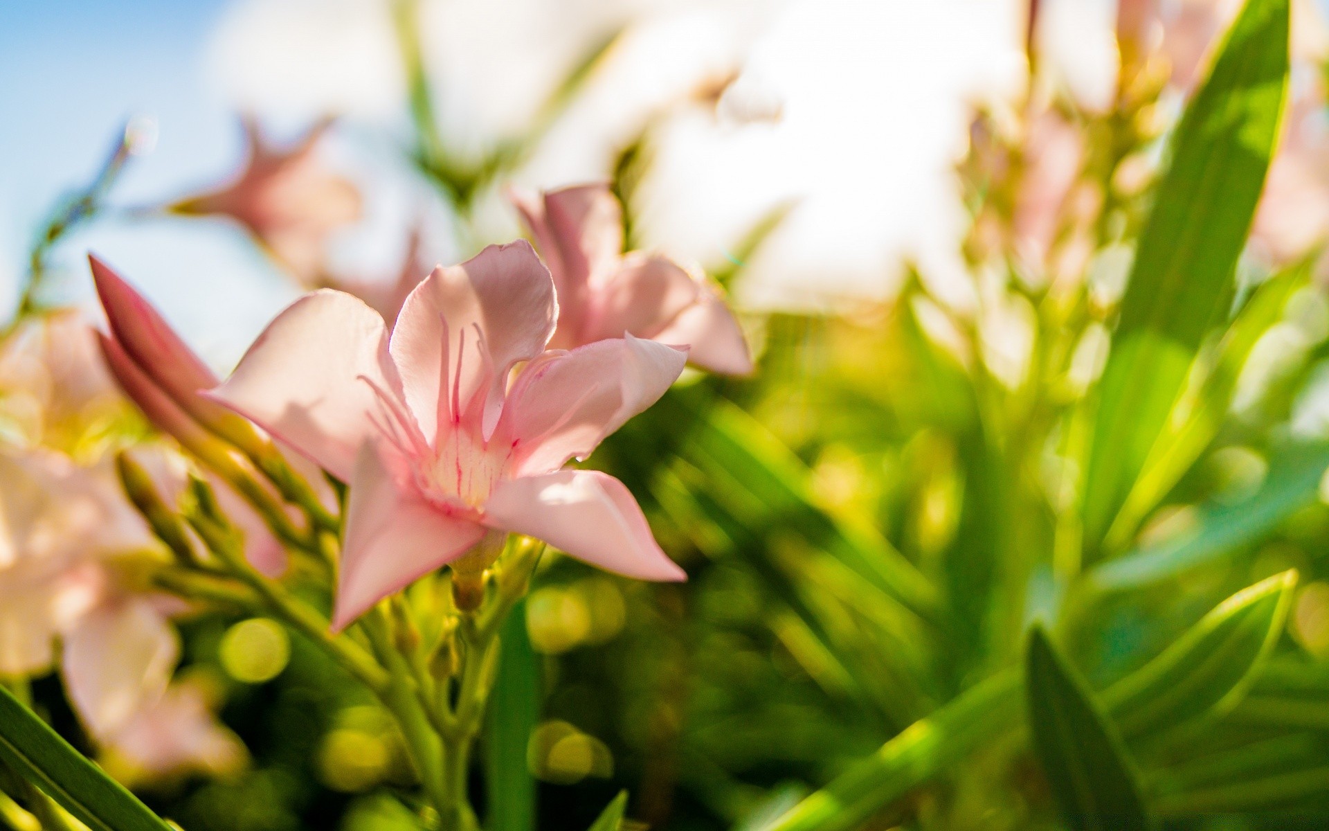 macro nature leaf flower flora summer garden bright floral fair weather color blooming easter growth sun