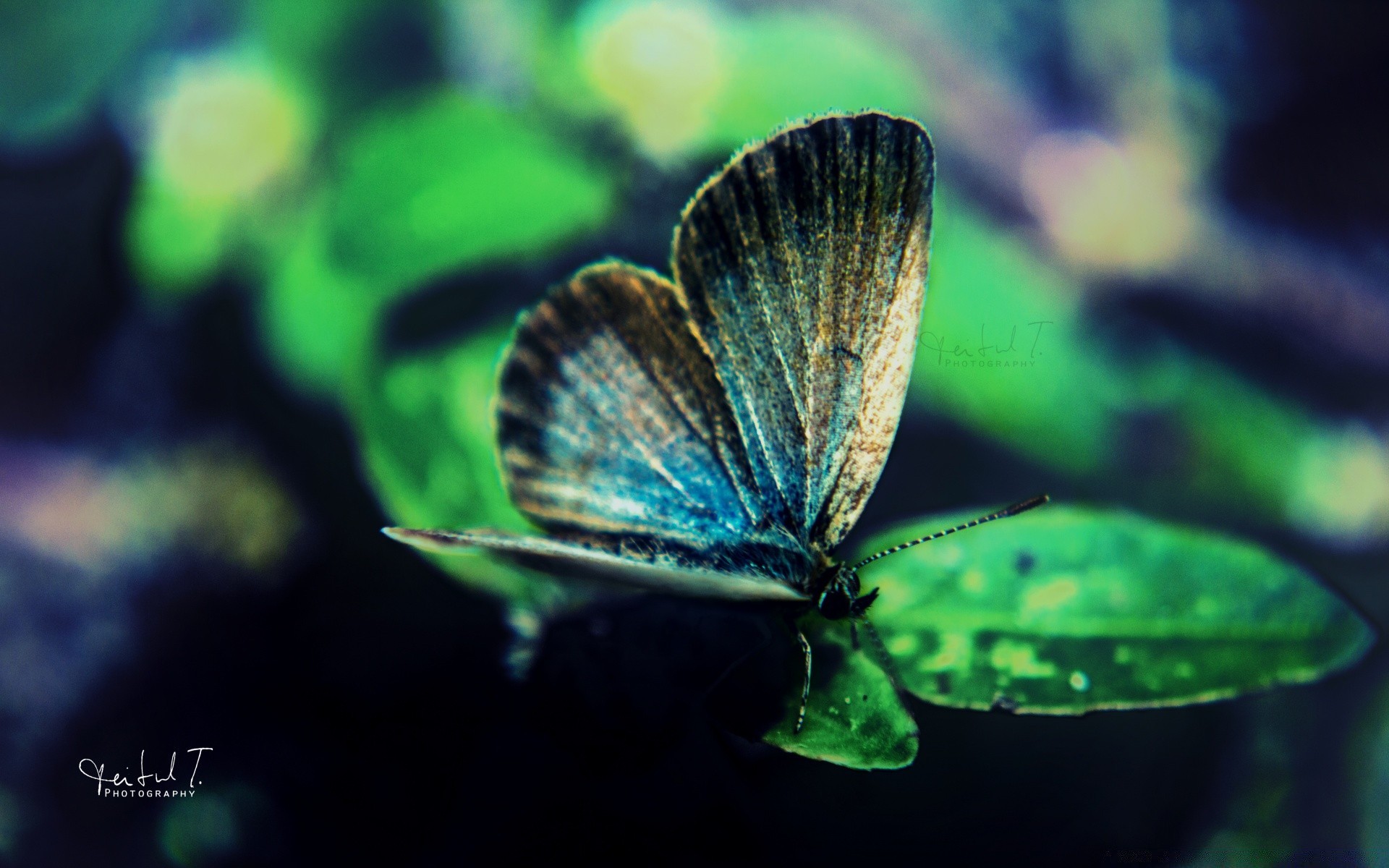 makro fotoğrafçılığı kelebek doğa böcek açık havada yaz omurgasızlar yaban hayatı yaprak tropikal kanat biyoloji lepidoptera nazik ışık bulanıklık hayvan bahçe hükümdar flora