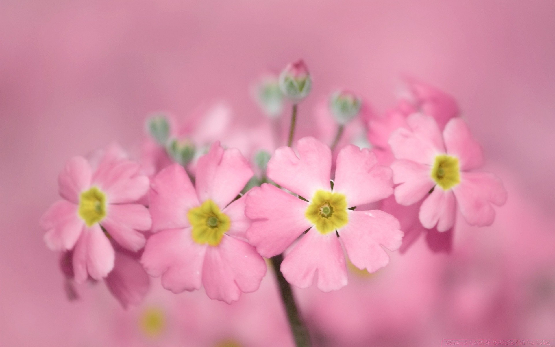 makro kwiat natura flora płatek lato kwiatowy bluming ogród liść kolor jasny piękny zbliżenie wzrost bukiet sezon