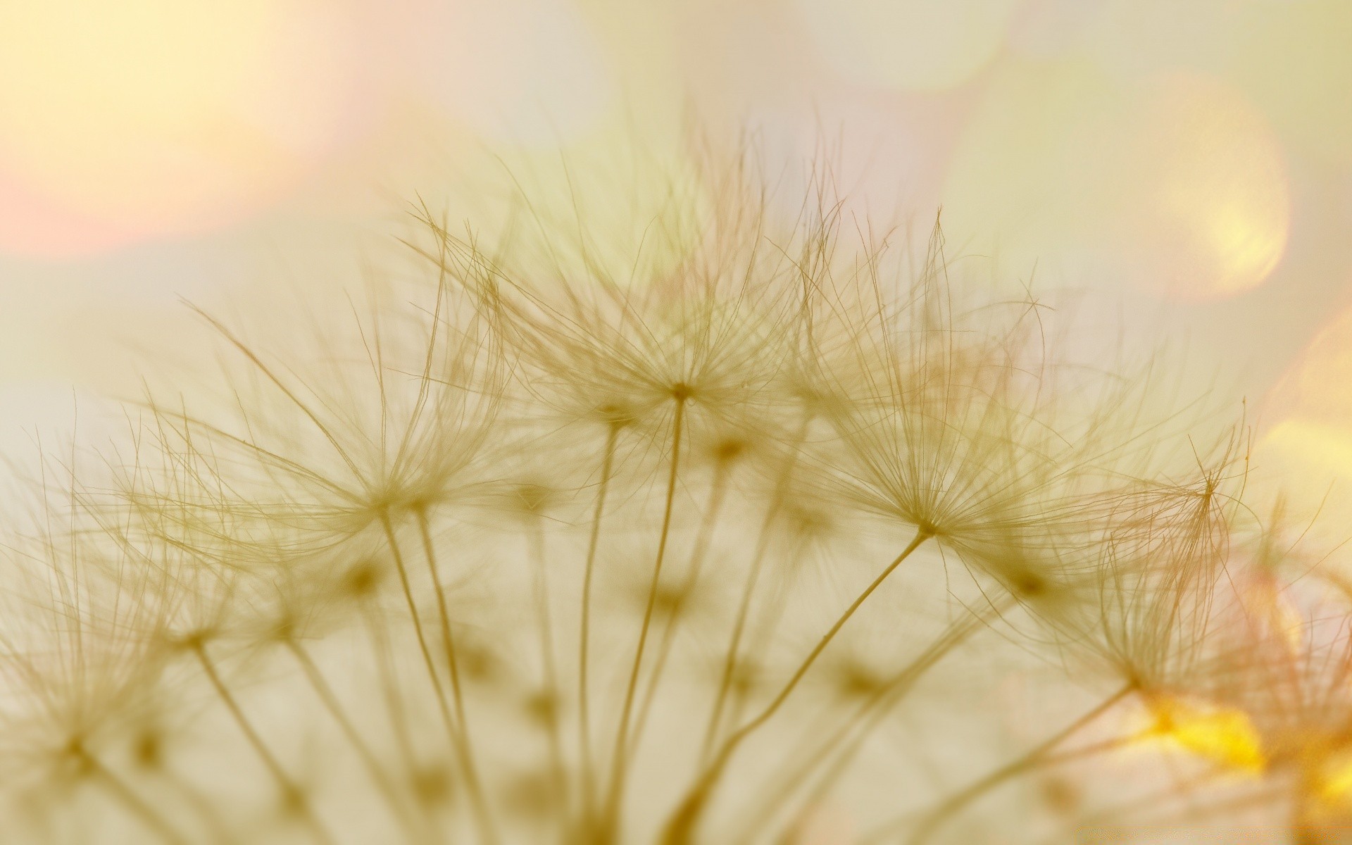 macro dandelion abstract desktop nature color downy field seed grass light flower flora beautiful gold background art texture summer softness blur