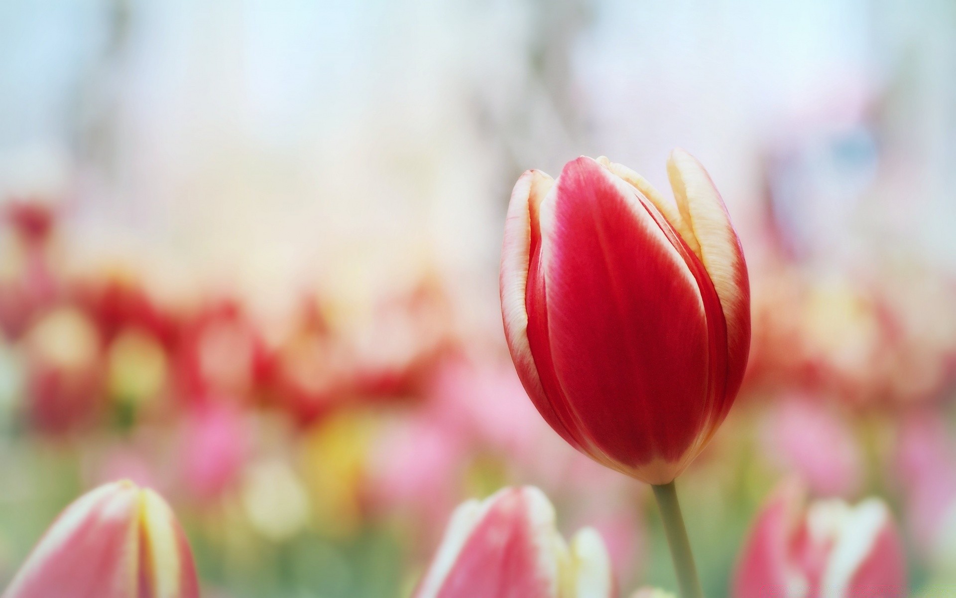 macro tulipa natureza flor páscoa flora jardim verão brilhante cor folha floral buquê pétala crescimento amor temporada