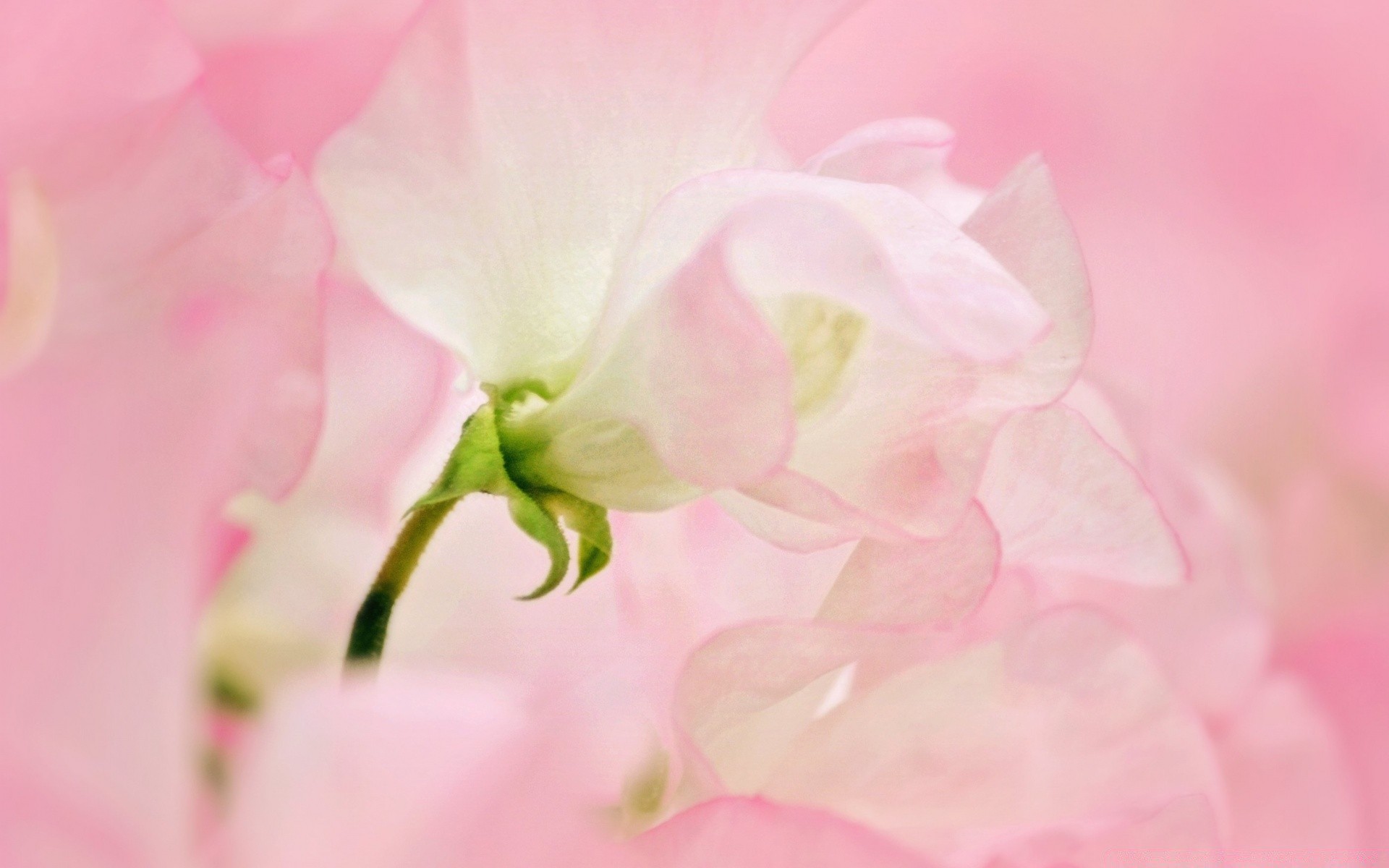 macro flower flora nature leaf garden floral color beautiful summer bright blooming pastel delicate petal close-up wedding bud romance love