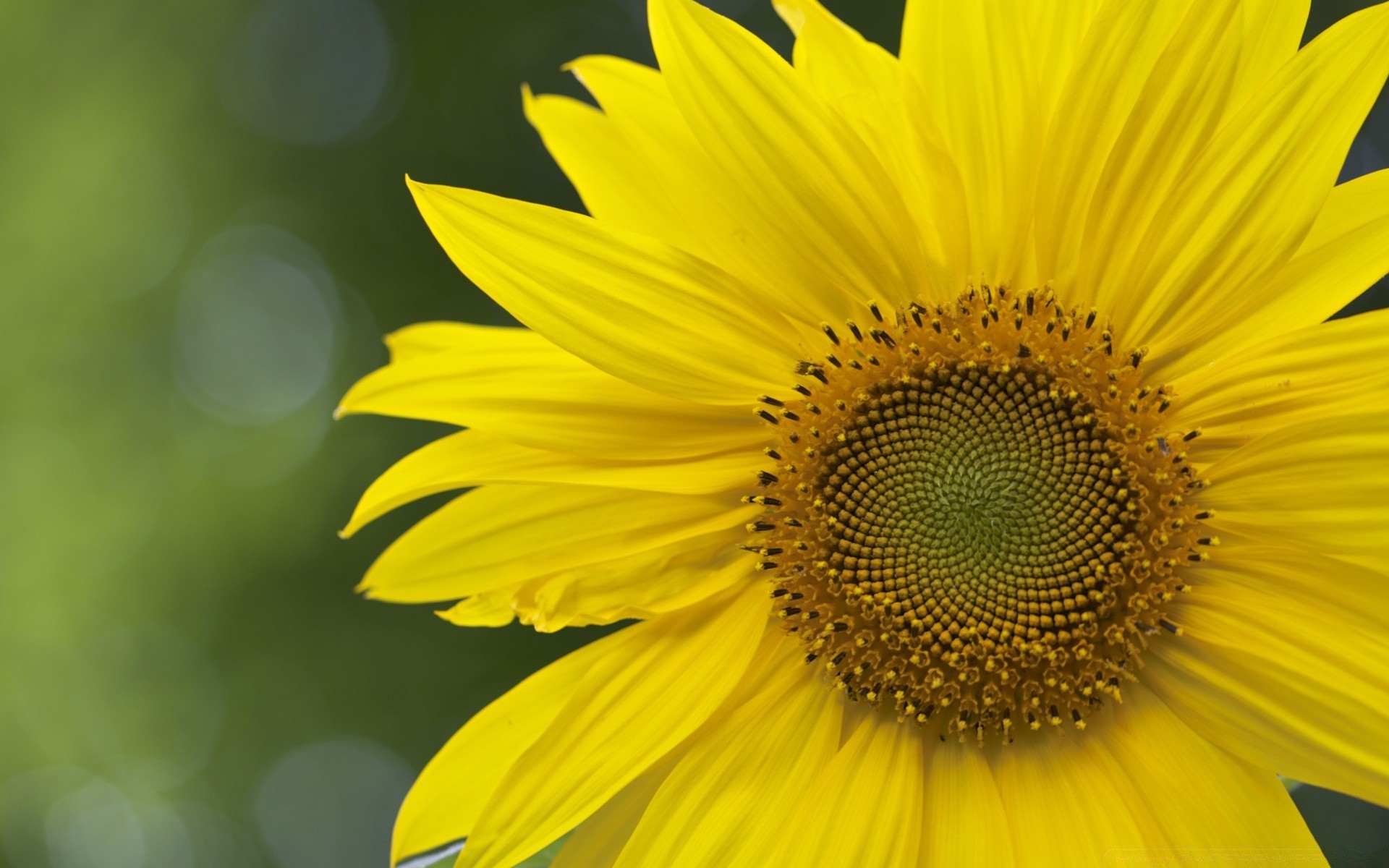 makro natura lato flora kwiat słonecznik jasny liść wzrost płatek zbliżenie pyłek piękny kolor ogród