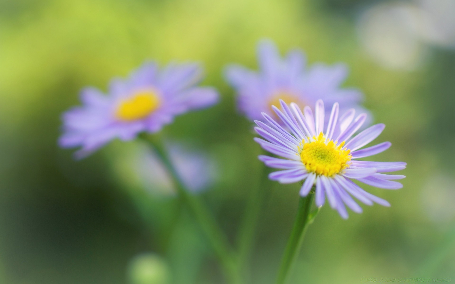 makro fotoğrafçılığı doğa flora çiçek yaz yaprak bahçe parlak büyüme taçyaprağı papatyalar çimen alan vahşi çiçek açan saman yakın çekim çiçek sezon renk