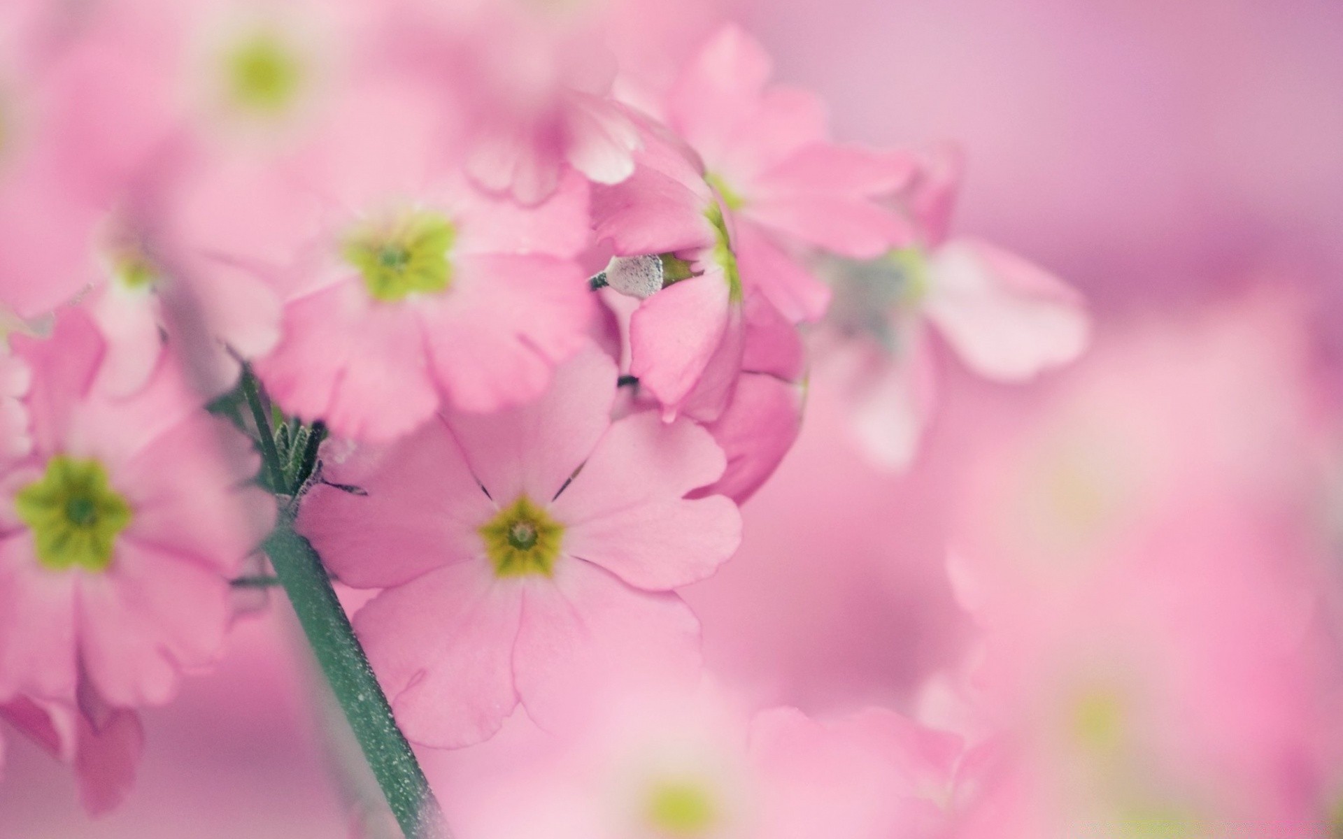 macro nature flower flora summer garden leaf petal floral blooming bright close-up growth fair weather field color delicate beautiful season