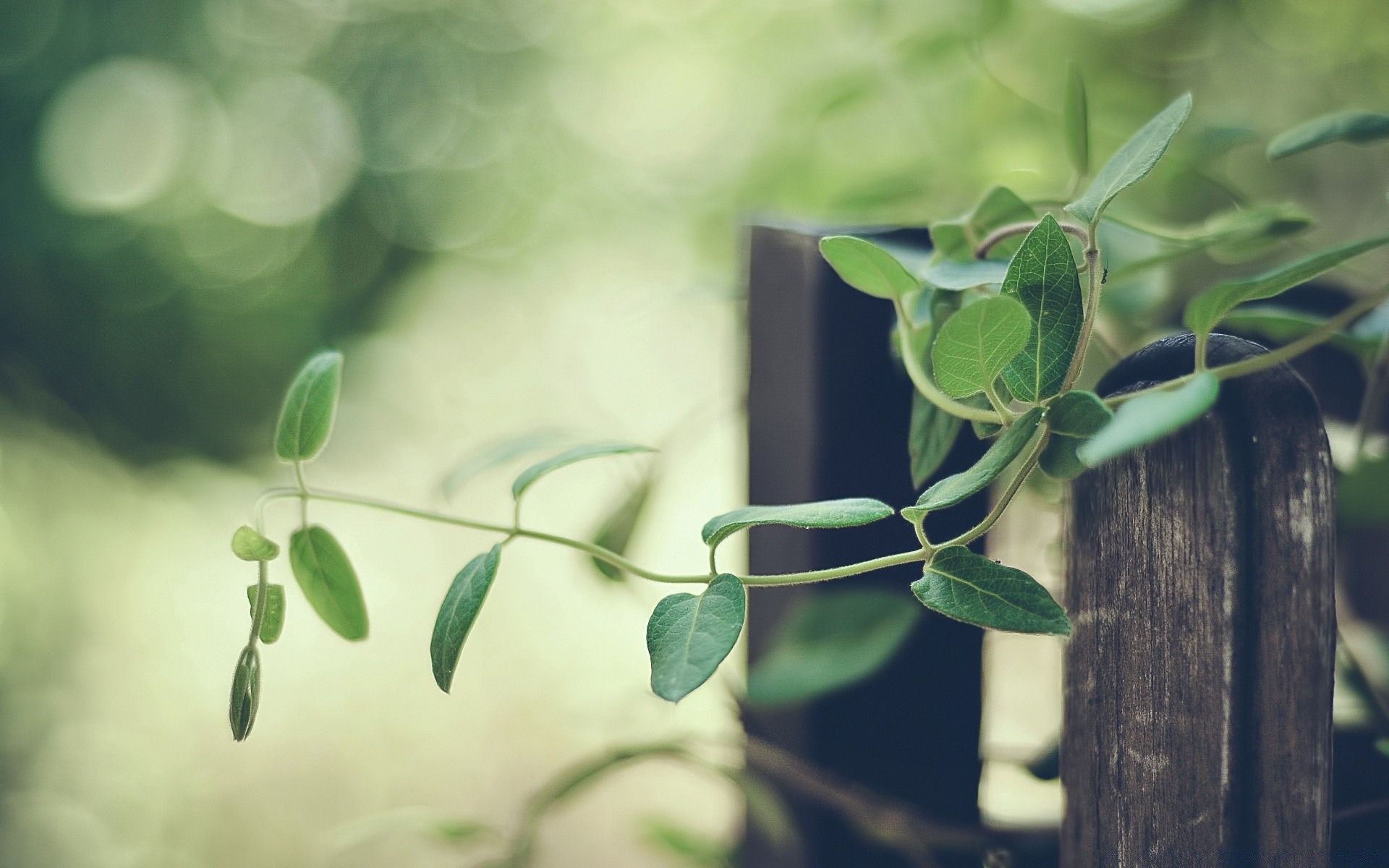 macro leaf flora desktop garden nature flower growth close-up color summer branch environment light beautiful tree ivy