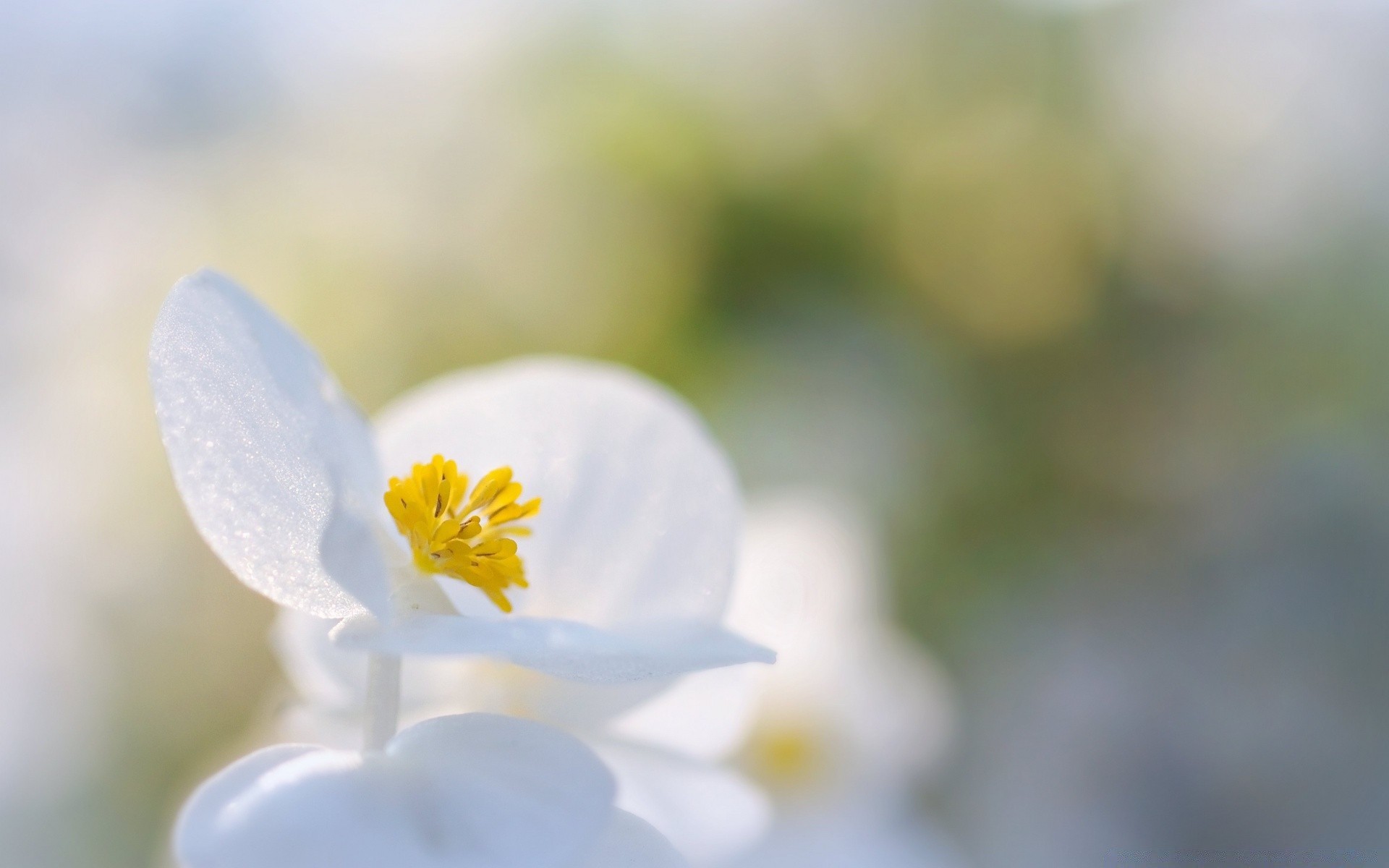 makro fotoğrafçılığı doğa bulanıklık çiçek yaprak flora yaz parlak bahçe güzel hava dof büyüme açık havada narin petal yakın çekim