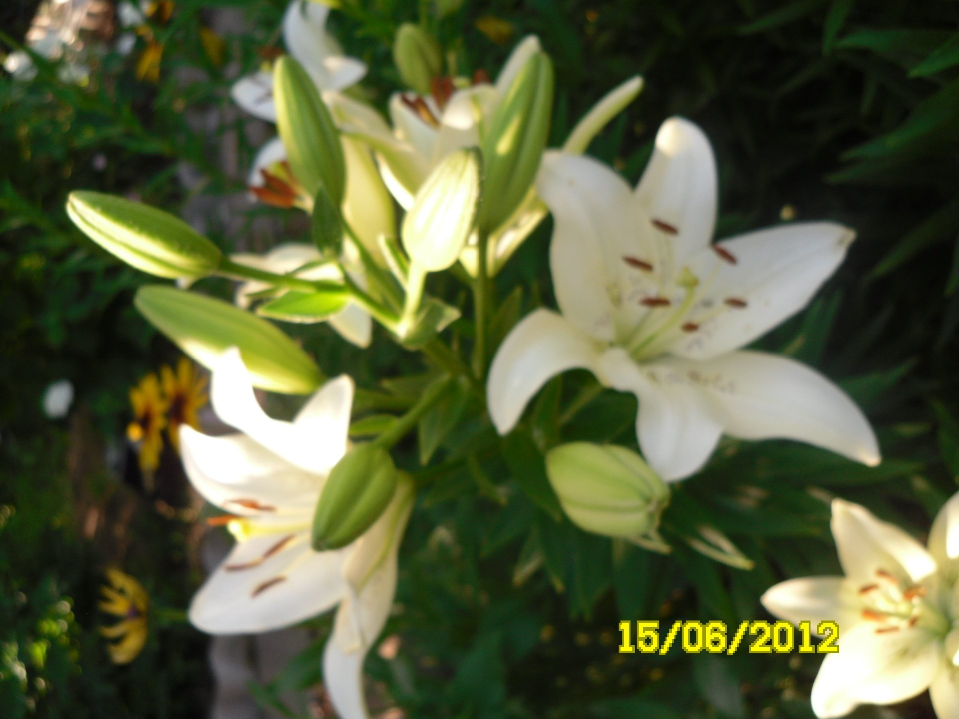 fleurs nature fleur feuille été à l extérieur flore croissance lumineux pétale jardin beau temps pâques délicat bluming