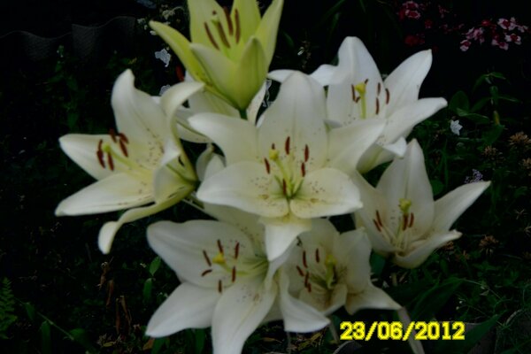 White lilies - a beautiful bouquet