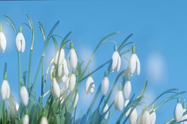 Fleurs sur fond de ciel avec des têtes blanches