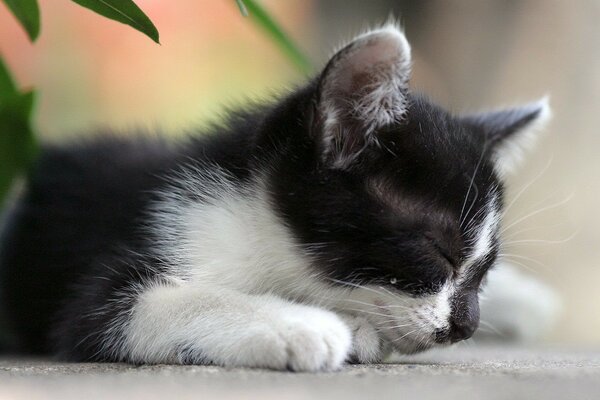 Un gatito negro duerme bajo una flor
